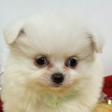 愛知県のポメチワ/チワポメ/ポメチー(ポメラニアン×チワワ) (犬の家＆猫の里アミーゴ神の倉店/2025年10月28日生まれ/男の子/クリーム)の子犬の2枚目の画像