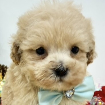 岐阜県のマルプー(マルチーズ×プードル) (犬の家＆猫の里カラフルタウン岐阜店/2025年10月29日生まれ/女の子/アプリコット)の子犬