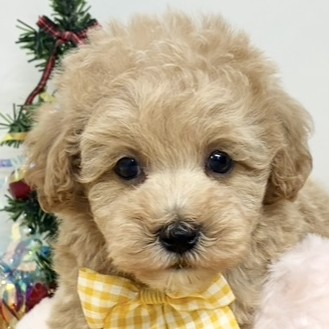 愛知県のマルプー(マルチーズ×プードル) (犬の家＆猫の里MiO香久山店/2025年10月29日生まれ/男の子/クリームホワイト)の子犬の1枚目の画像