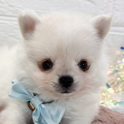 愛知県のポメチワ/チワポメ/ポメチー(ポメラニアン×チワワ) (犬の家＆猫の里一宮店/2025年10月16日生まれ/男の子/クリームホワイト)の子犬の1枚目の画像