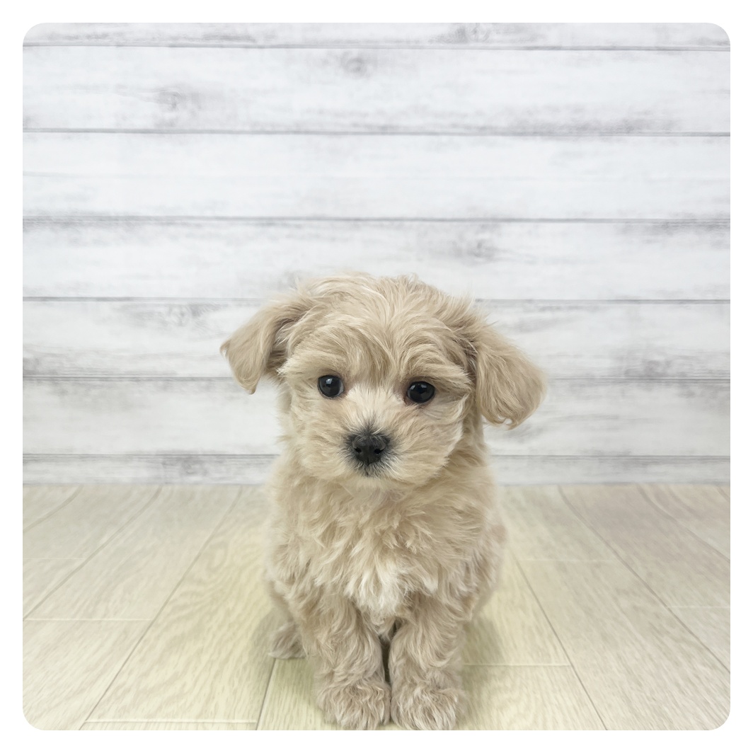 愛知県のマルプー(マルチーズ×プードル) (犬の家＆猫の里春日井本店/2025年10月29日生まれ/女の子/アプリコット)の子犬の2枚目の画像