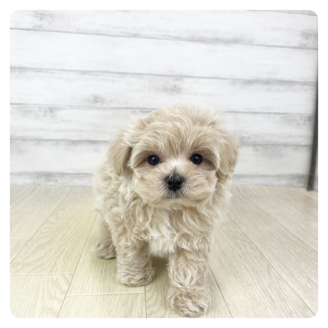 愛知県のマルプー(マルチーズ×プードル) (犬の家＆猫の里MiO香久山店/2025年10月29日生まれ/男の子/アプリコット)の子犬