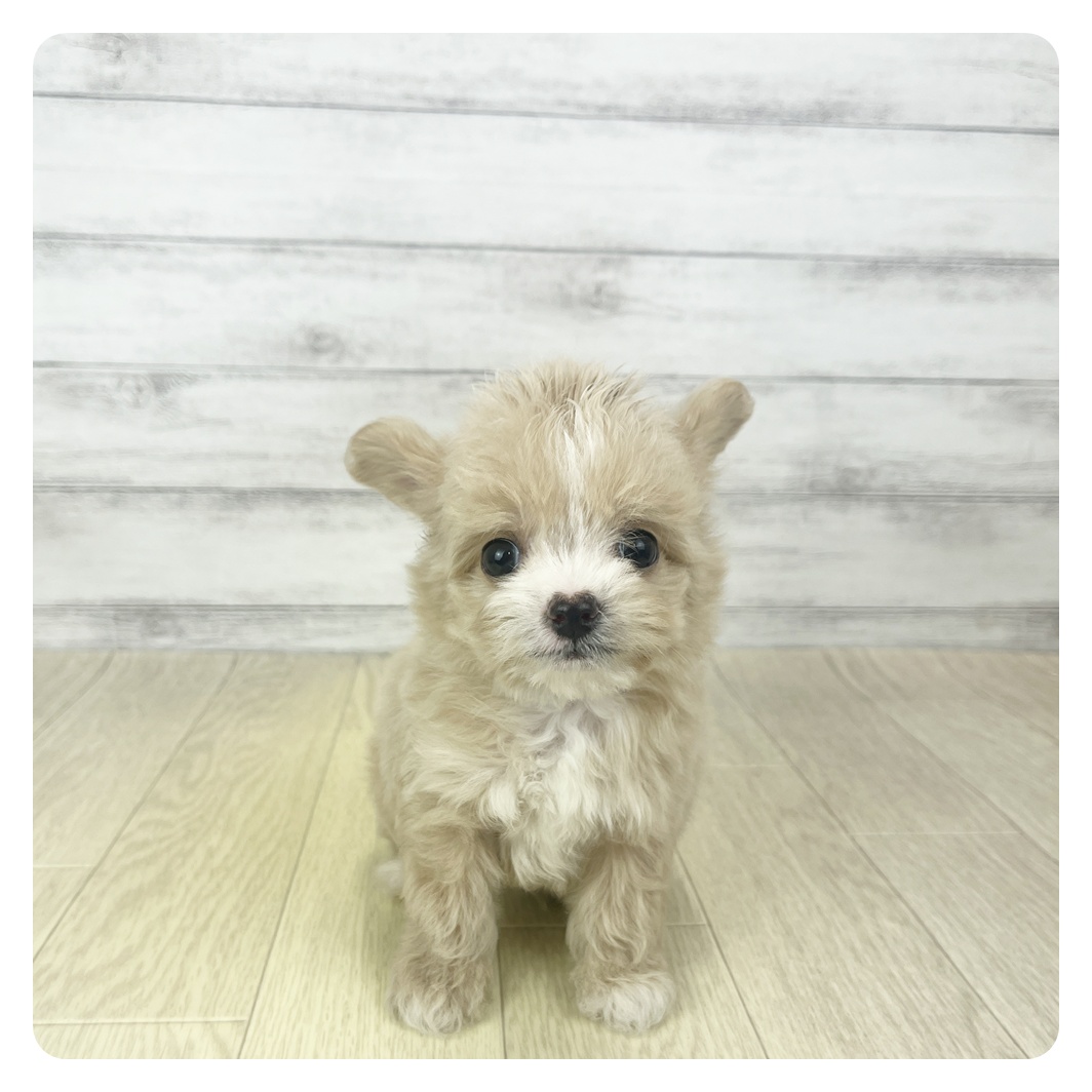 愛知県のチワプー/プーチー(チワワ×プードル) (犬の家＆猫の里エアポートウォーク店/2025年10月28日生まれ/男の子/アプリコット)の子犬の2枚目の画像