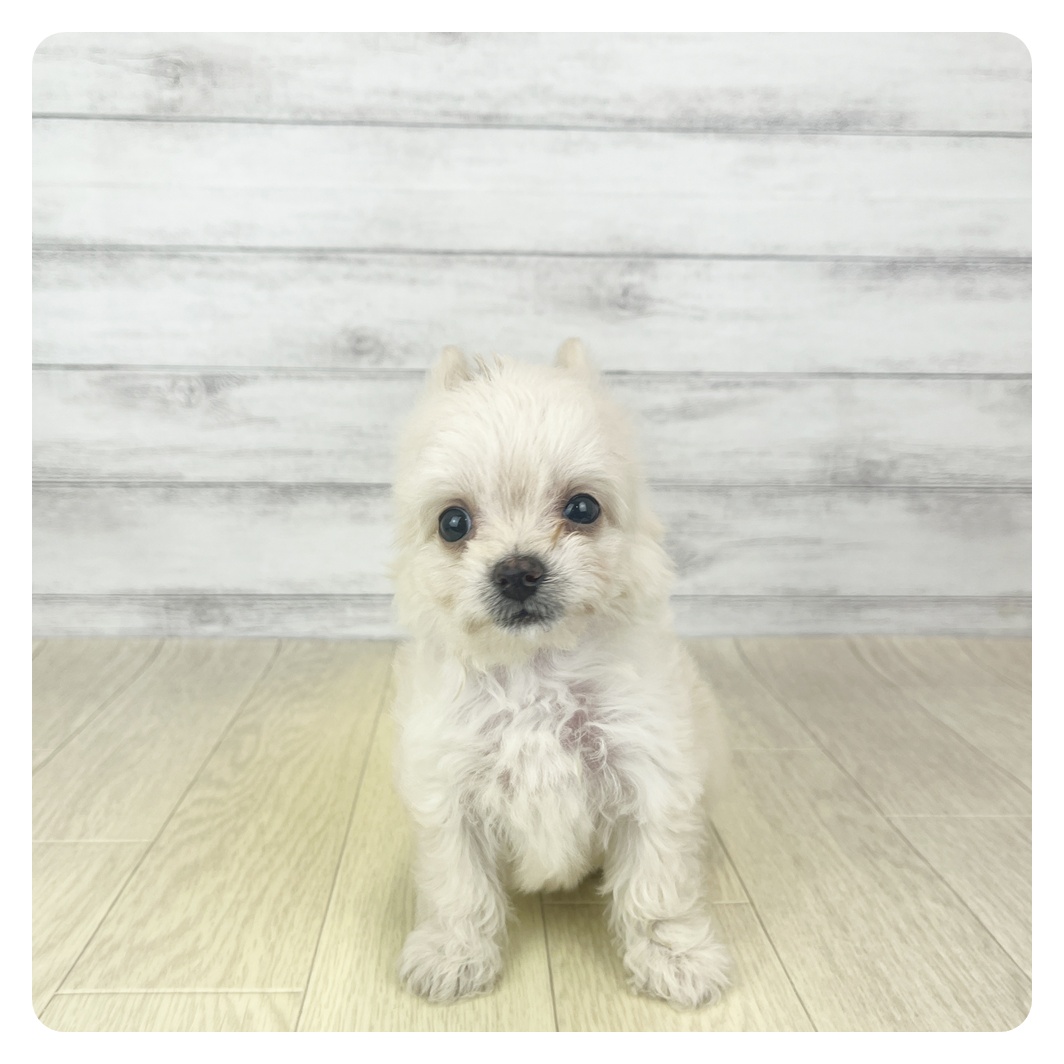 岐阜県のチワプー/プーチー(チワワ×プードル) (犬の家＆猫の里カラフルタウン岐阜店/2025年10月28日生まれ/女の子/クリーム)の子犬の2枚目の画像