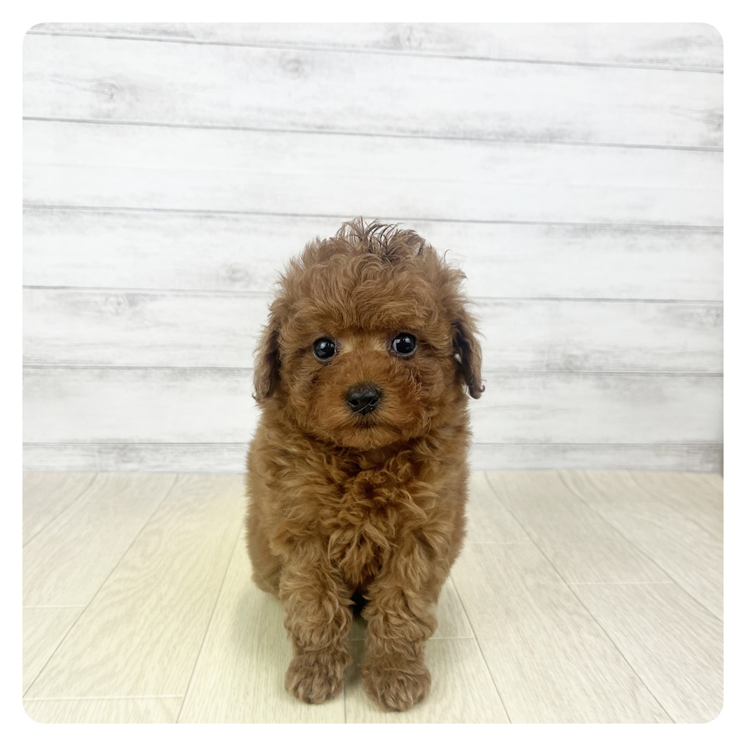 愛知県のトイプードル(トイ) (犬の家＆猫の里碧南店/2025年10月29日生まれ/女の子/レッドフォーン)の子犬の1枚目の画像