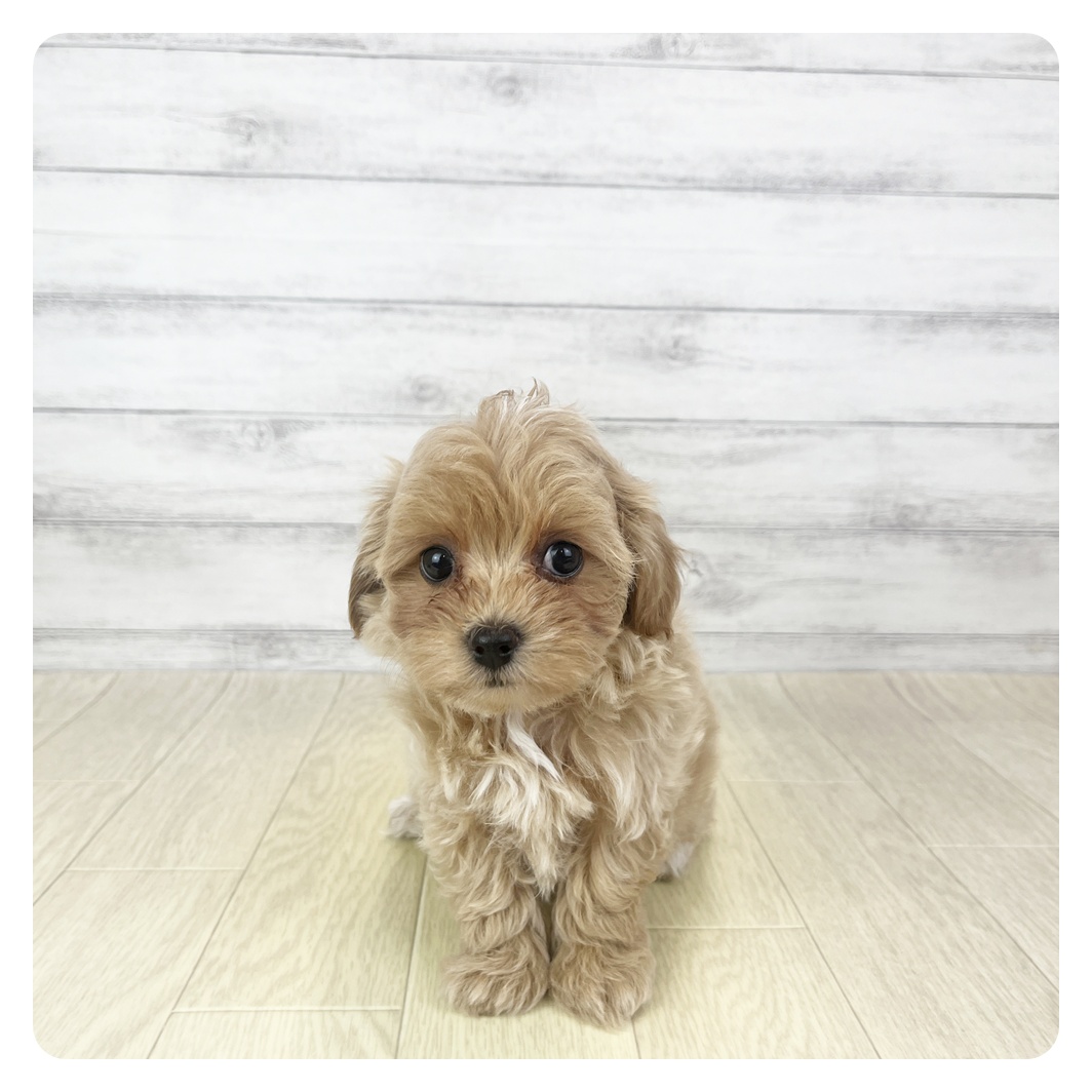 愛知県のマルプー(マルチーズ×プードル) (犬の家＆猫の里愛知刈谷店/2025年10月28日生まれ/女の子/アプリコット)の子犬の4枚目の画像