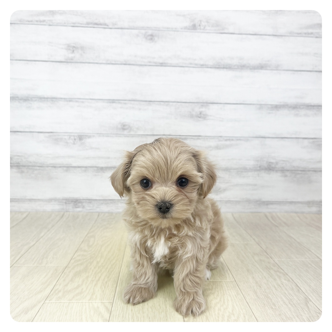 愛知県のマルプー(マルチーズ×プードル) (犬の家＆猫の里碧南店/2025年10月28日生まれ/女の子/アプリコット)の子犬