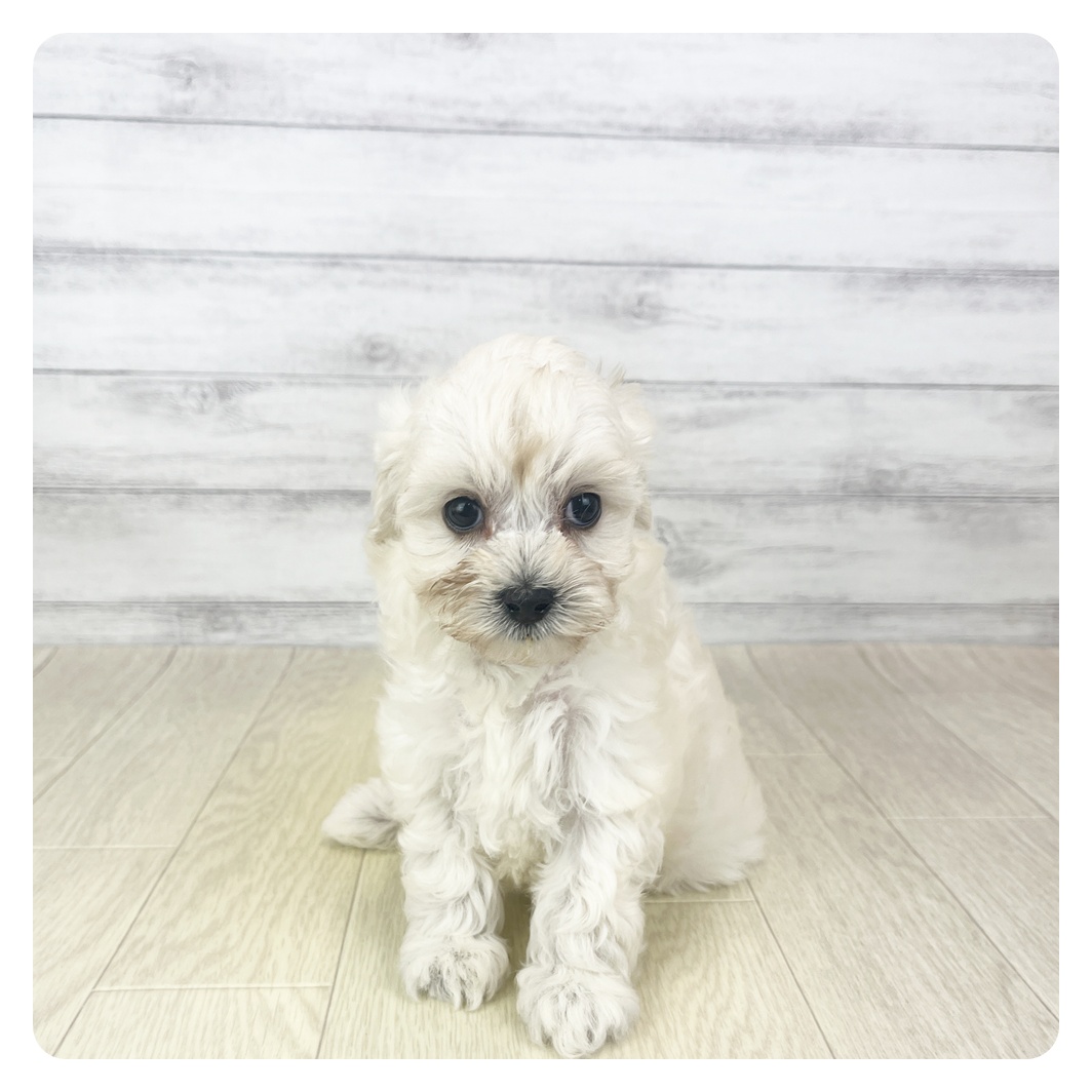 岐阜県のマルプー(マルチーズ×プードル) (犬の家＆猫の里カラフルタウン岐阜店/2025年10月28日生まれ/女の子/ホワイト)の子犬