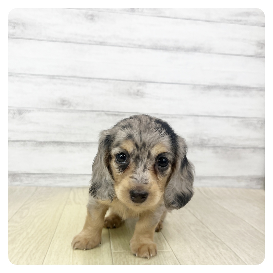 愛知県のミニチュアダックスフンド(ロング) (犬の家＆猫の里MiO香久山店/2025年10月25日生まれ/女の子/シルバーダップル)の子犬の3枚目の画像