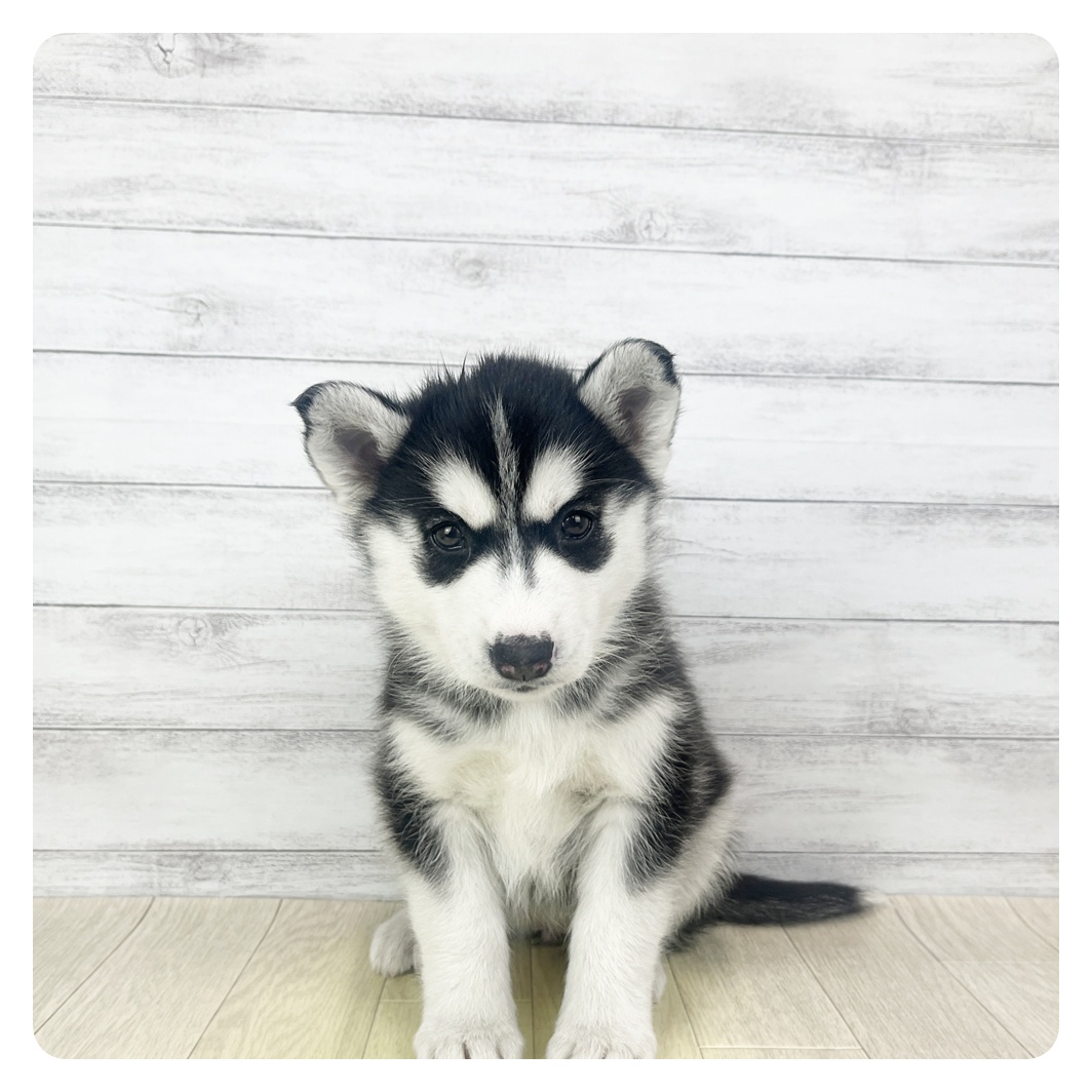 愛知県のシベリアンハスキー (犬の家＆猫の里岡崎店/2025年10月29日生まれ/女の子/ブラックホワイト)の子犬の4枚目の画像