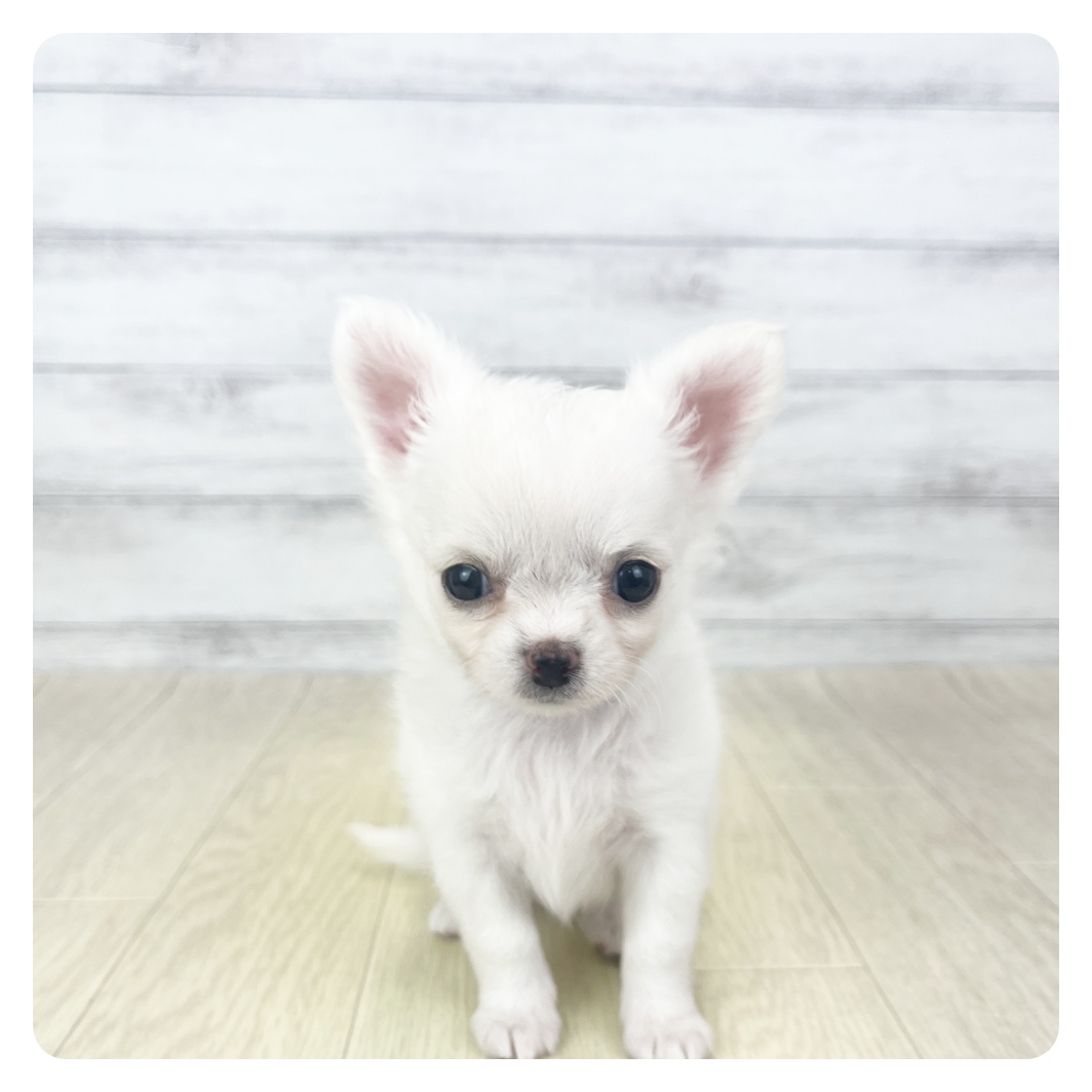 愛知県のチワワ(ロング) (犬の家＆猫の里春日井本店/2025年10月28日生まれ/女の子/クリーム)の子犬の2枚目の画像