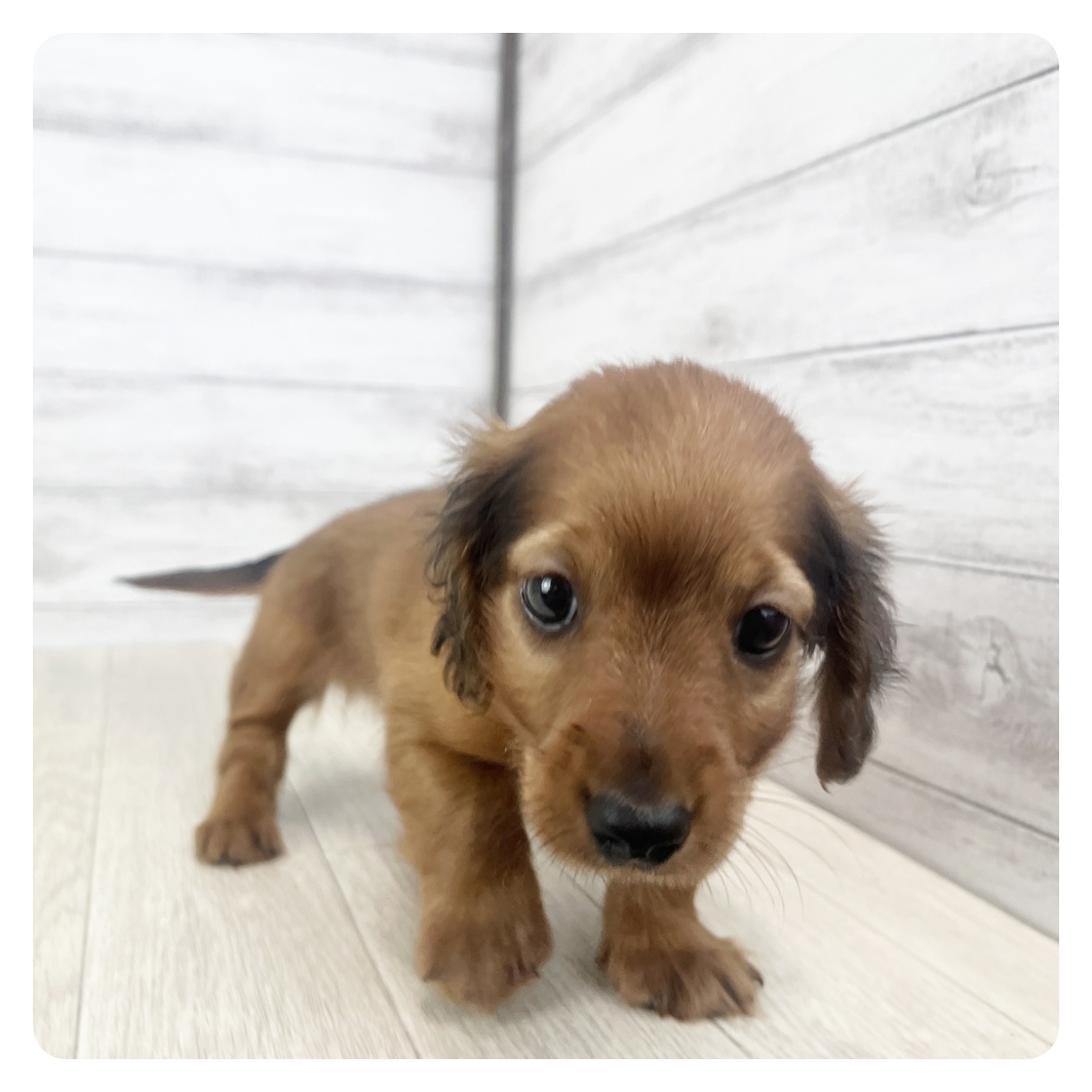 愛知県のミニチュアダックスフンド(ロング) (犬の家＆猫の里エアポートウォーク店/2025年10月27日生まれ/男の子/レッド)の子犬の2枚目の画像