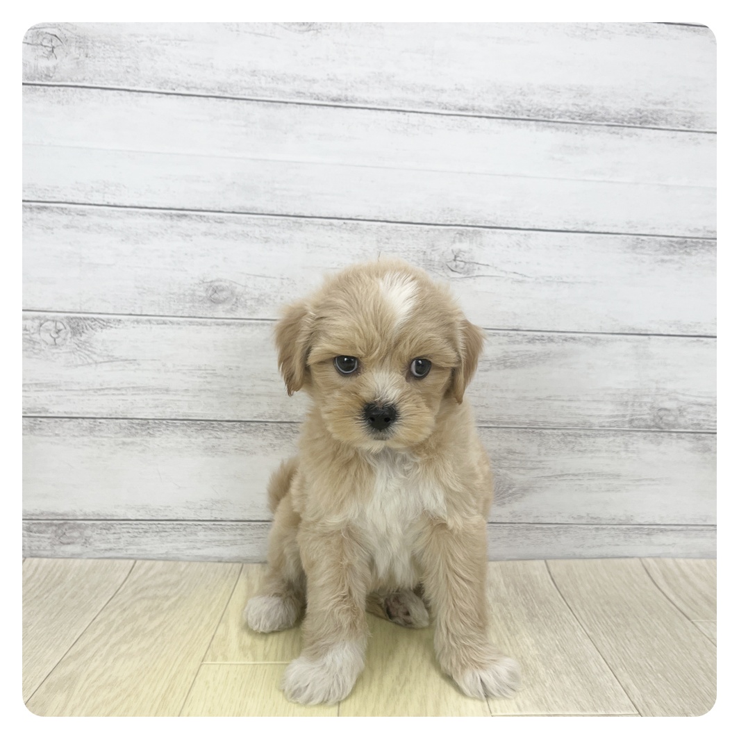 愛知県のペキプー(ペキニーズ×プードル) (犬の家＆猫の里名古屋天白店/2025年10月29日生まれ/男の子/クリーム)の子犬の3枚目の画像