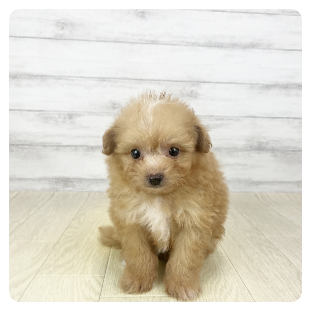 愛知県のポメプー(ポメラニアン×プードル) (犬の家＆猫の里碧南店/2025年10月28日生まれ/男の子/アプリコット)の子犬
