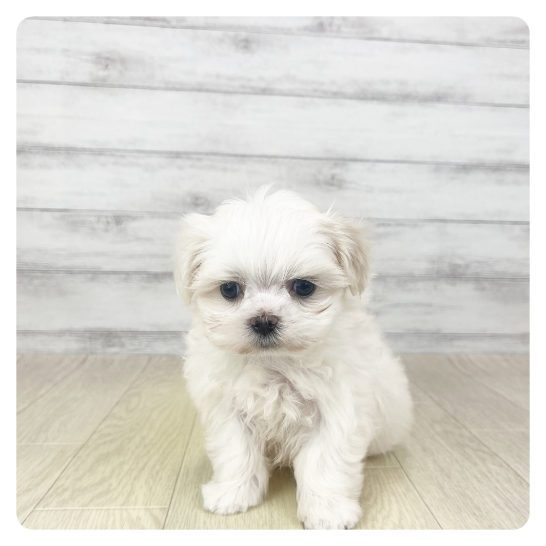 愛知県のマルチーズ (犬の家＆猫の里エアポートウォーク店/2025年10月26日生まれ/女の子/ホワイト)の子犬の2枚目の画像