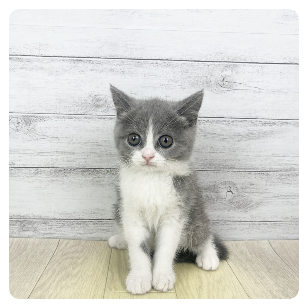 愛知県のブリティッシュショートヘアー (犬の家＆猫の里アミーゴ神の倉店/2025年10月29日生まれ/女の子/ブルーホワイト)の子猫