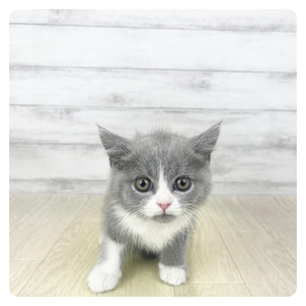 愛知県のブリティッシュショートヘアー (犬の家＆猫の里七宝店/2025年10月29日生まれ/男の子/ブルーホワイト)の子猫