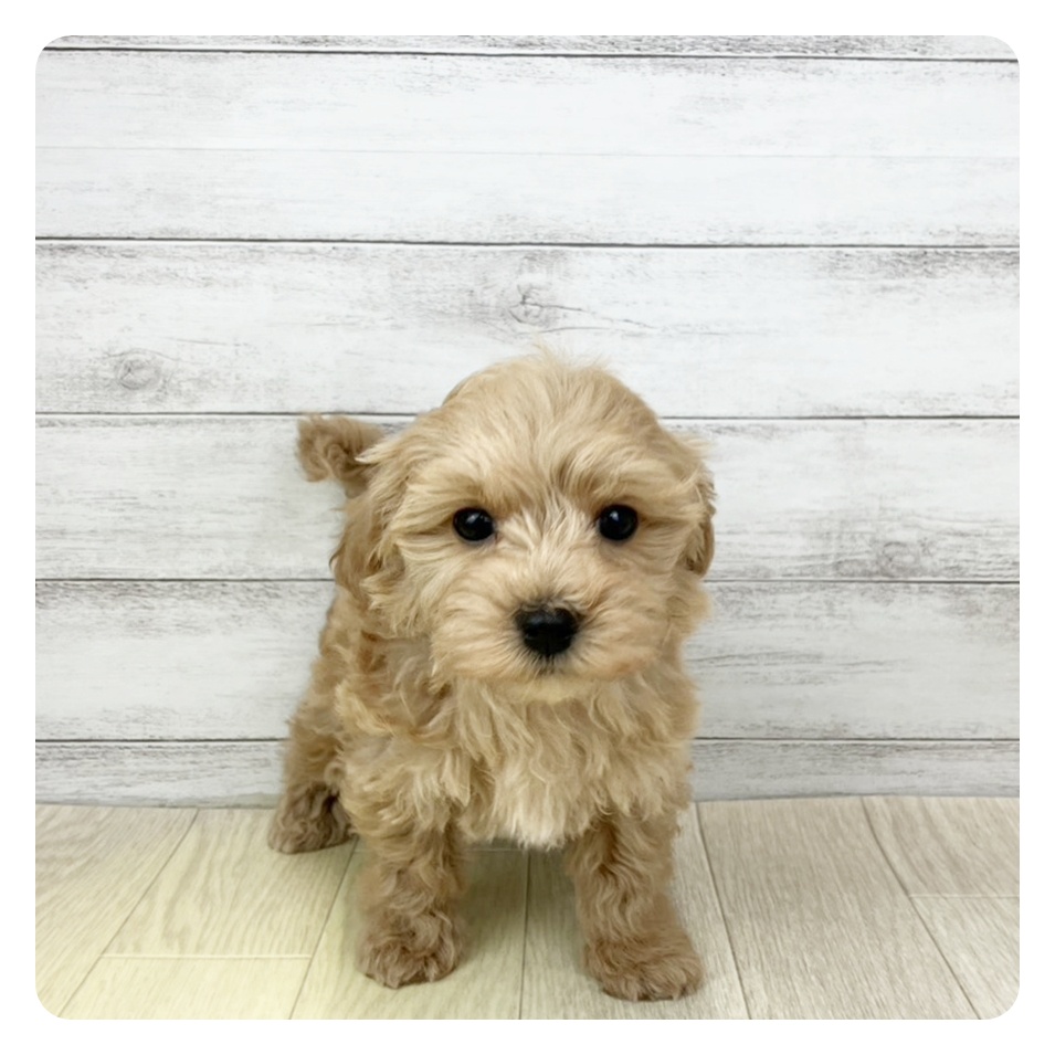 愛知県のマルプー(マルチーズ×プードル) (犬の家＆猫の里碧南店/2025年10月27日生まれ/男の子/アプリコットホワイト)の子犬