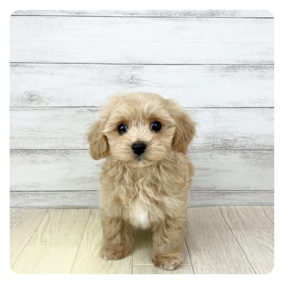 愛知県のマルプー(マルチーズ×プードル) (犬の家＆猫の里春日井本店/2025年10月27日生まれ/男の子/アプリコットホワイト)の子犬の2枚目の画像