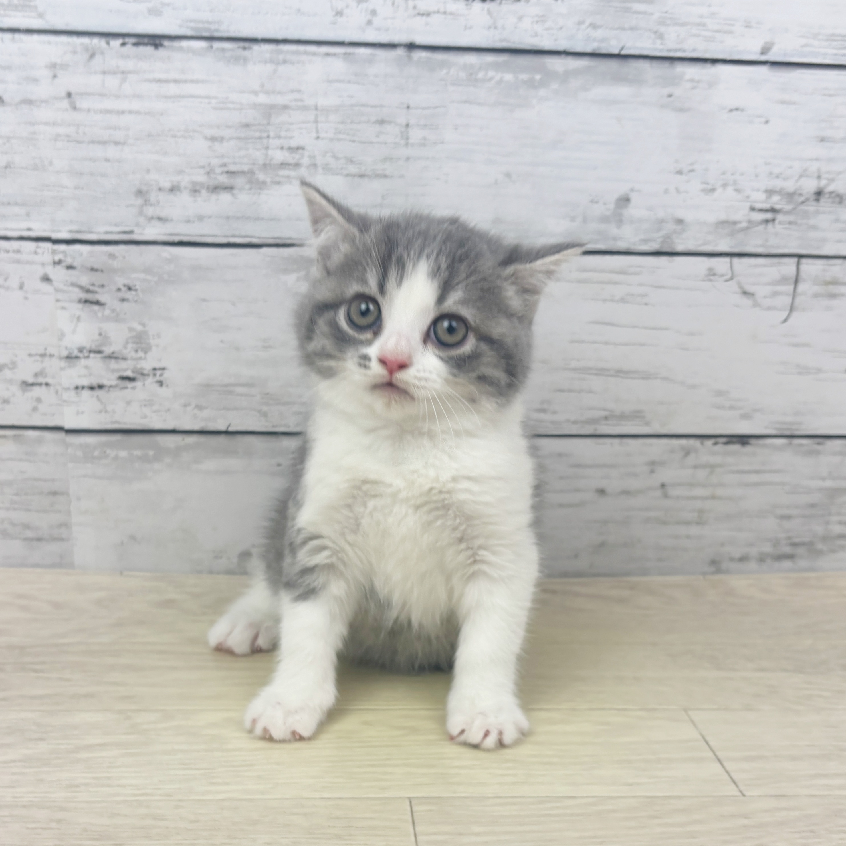 兵庫県のスコティッシュフォールド (犬の家＆猫の里ゆめタウン姫路店/2025年10月30日生まれ/女の子/ブルータビーホワイト)の子猫