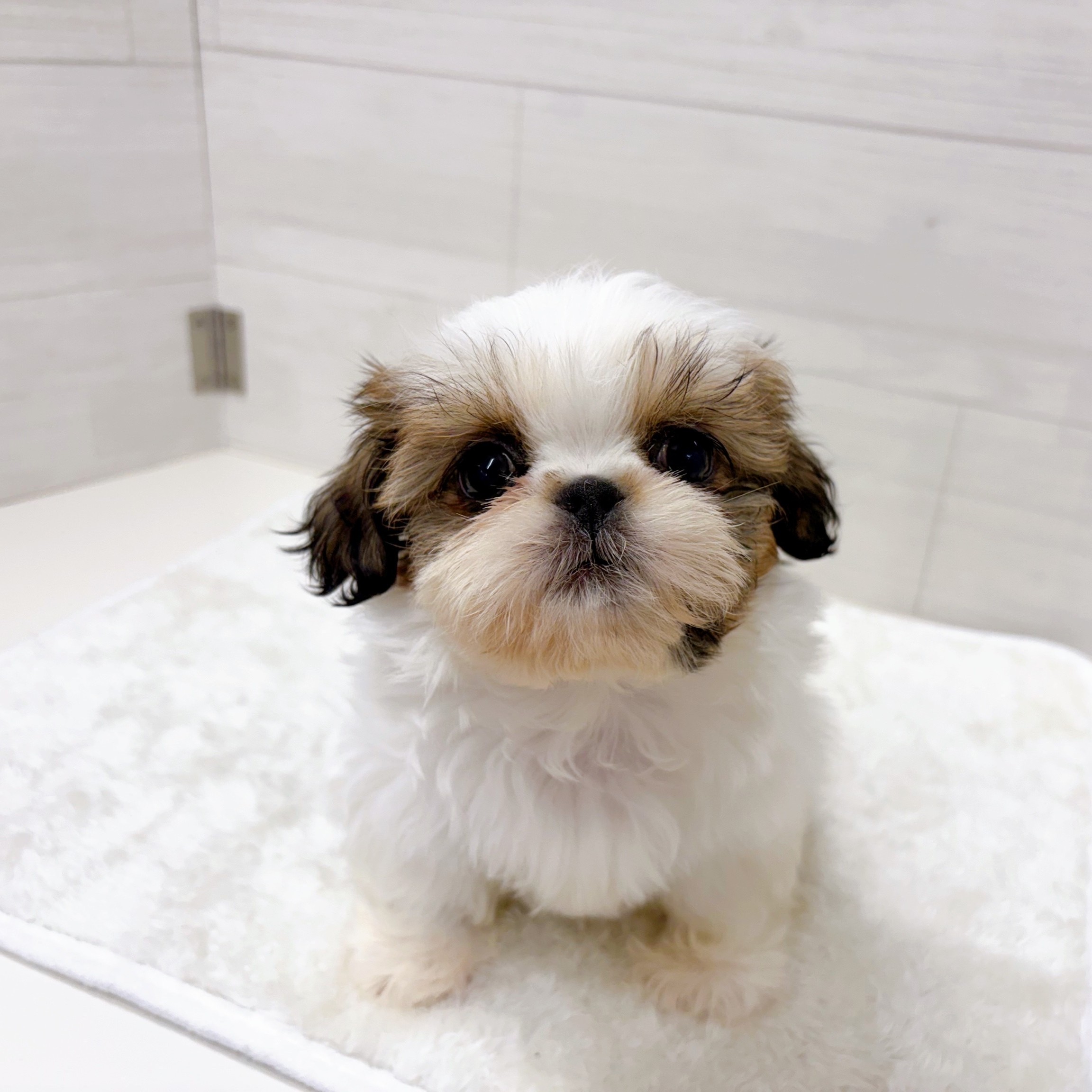 石川県のシーズー (犬の家＆猫の里アミーゴ金沢おこばた店/2025年10月28日生まれ/女の子/ゴールドホワイト)の子犬の1枚目の画像