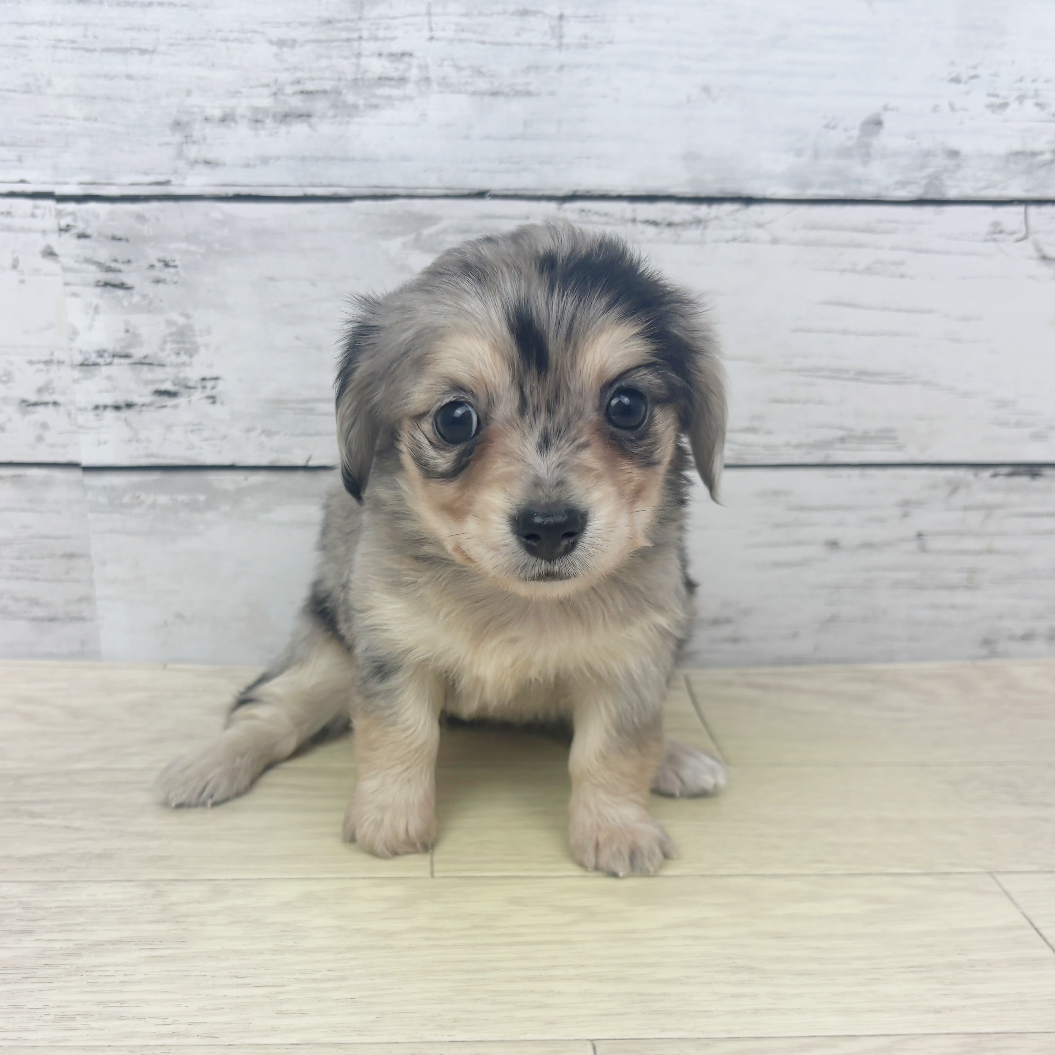 大阪府のチワックス(チワワ×ダックス) (犬の家＆猫の里吹田店/2025年10月29日生まれ/女の子/ブルーマール)の子犬の2枚目の画像