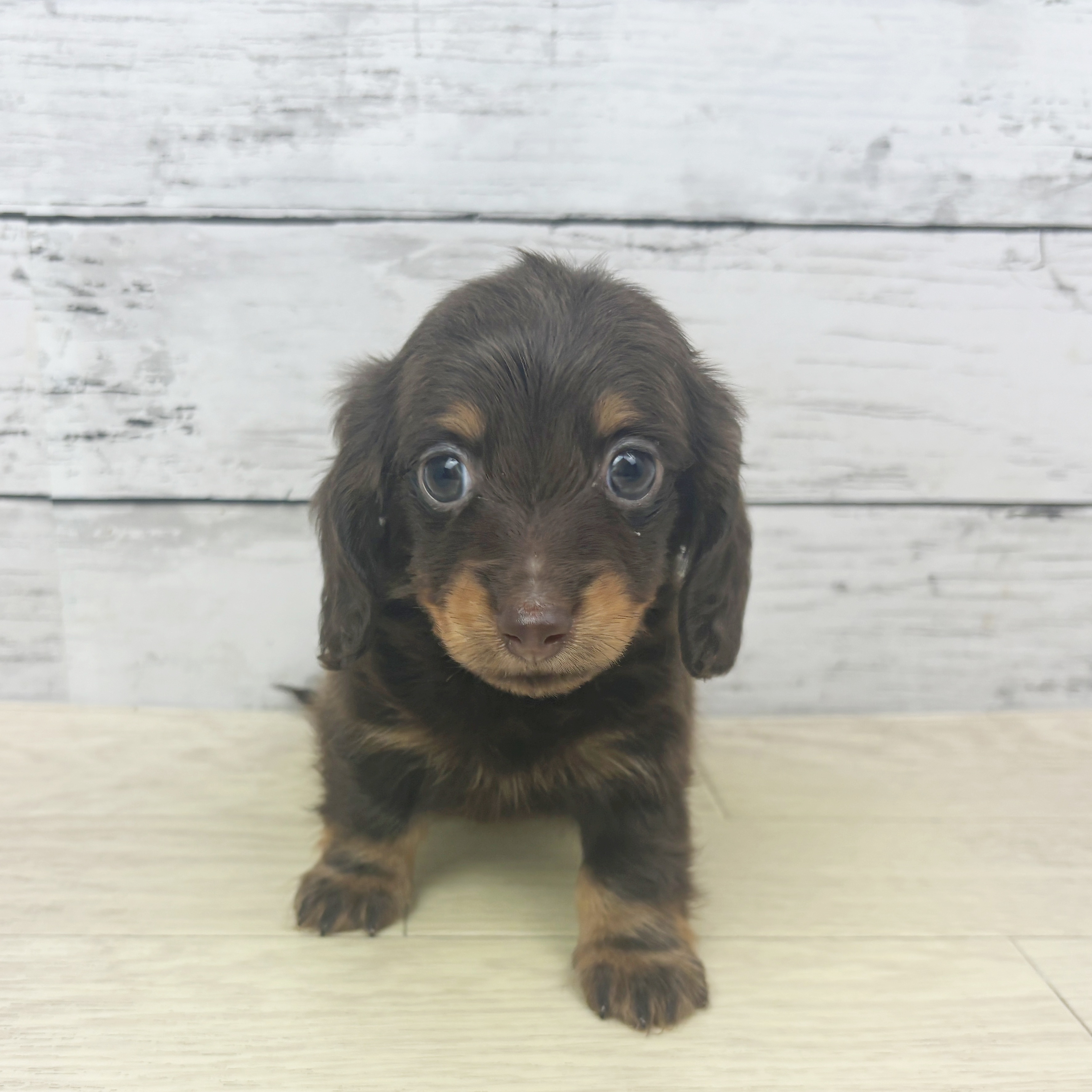 大阪府のカニンヘンダックスフンド(ロング) (犬の家＆猫の里そよら東岸和田店/2025年10月27日生まれ/男の子/チョコレートタン)の子犬