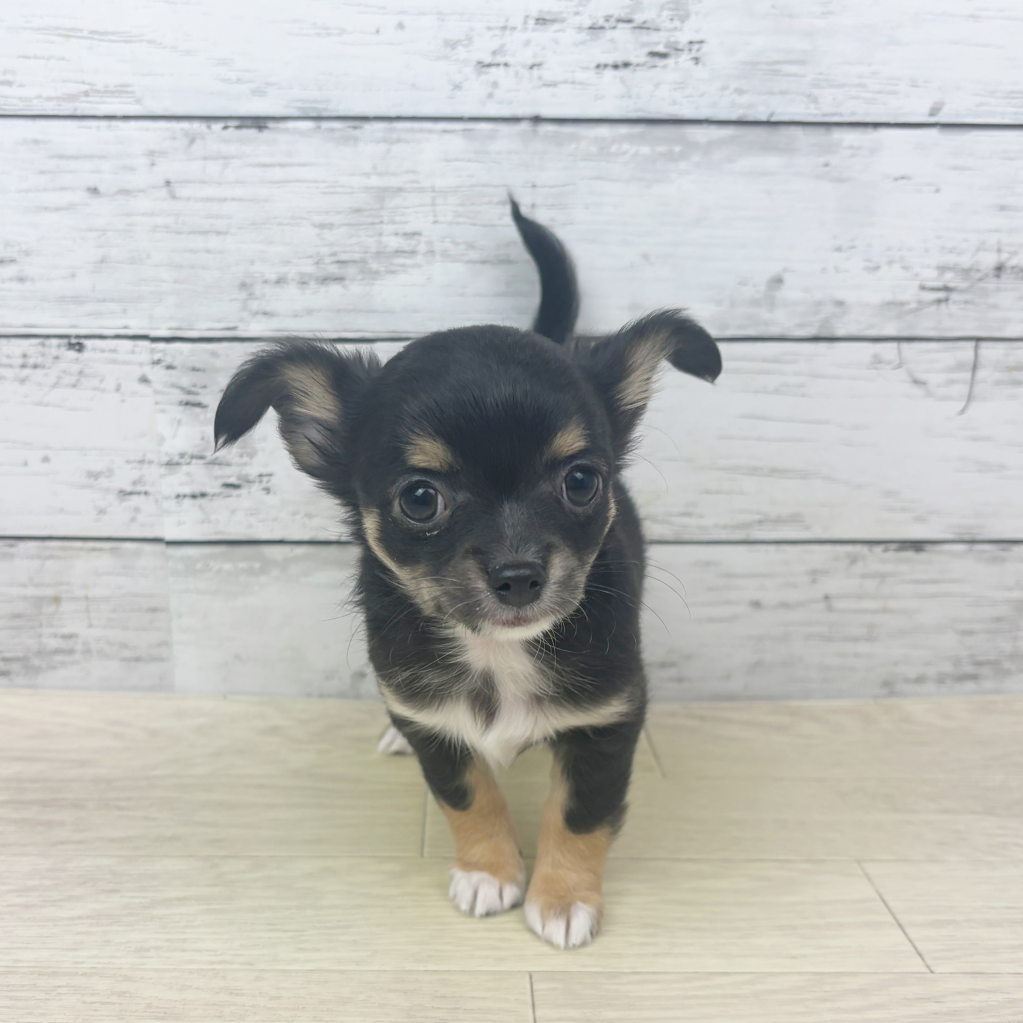 石川県のチワワ(ロング) (犬の家＆猫の里アミーゴ金沢有松店/2025年10月28日生まれ/女の子/ブラックタン)の子犬の2枚目の画像