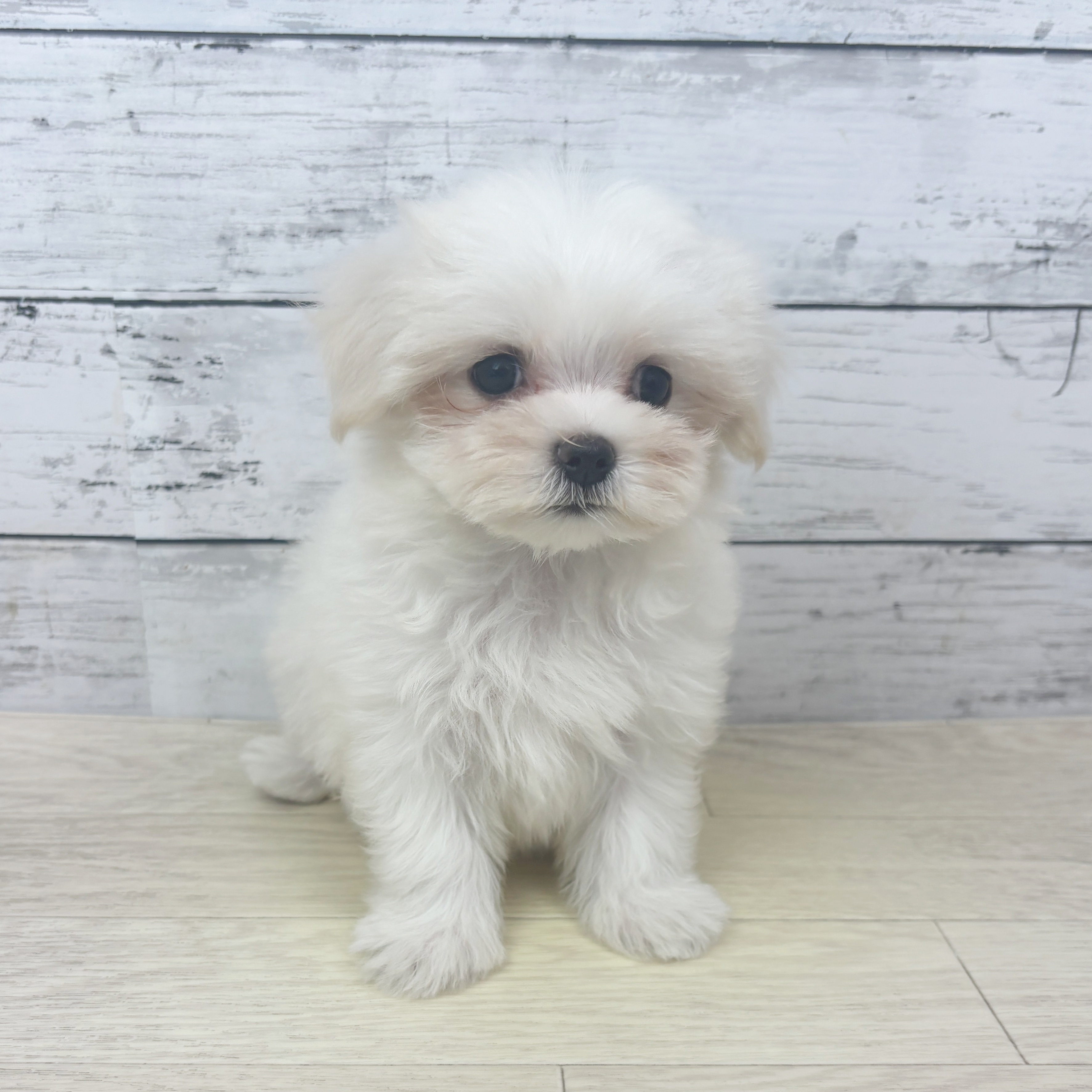 福井県のマルチーズ (犬の家＆猫の里アミーゴ福井店/2025年10月24日生まれ/女の子/ホワイト)の子犬の2枚目の画像