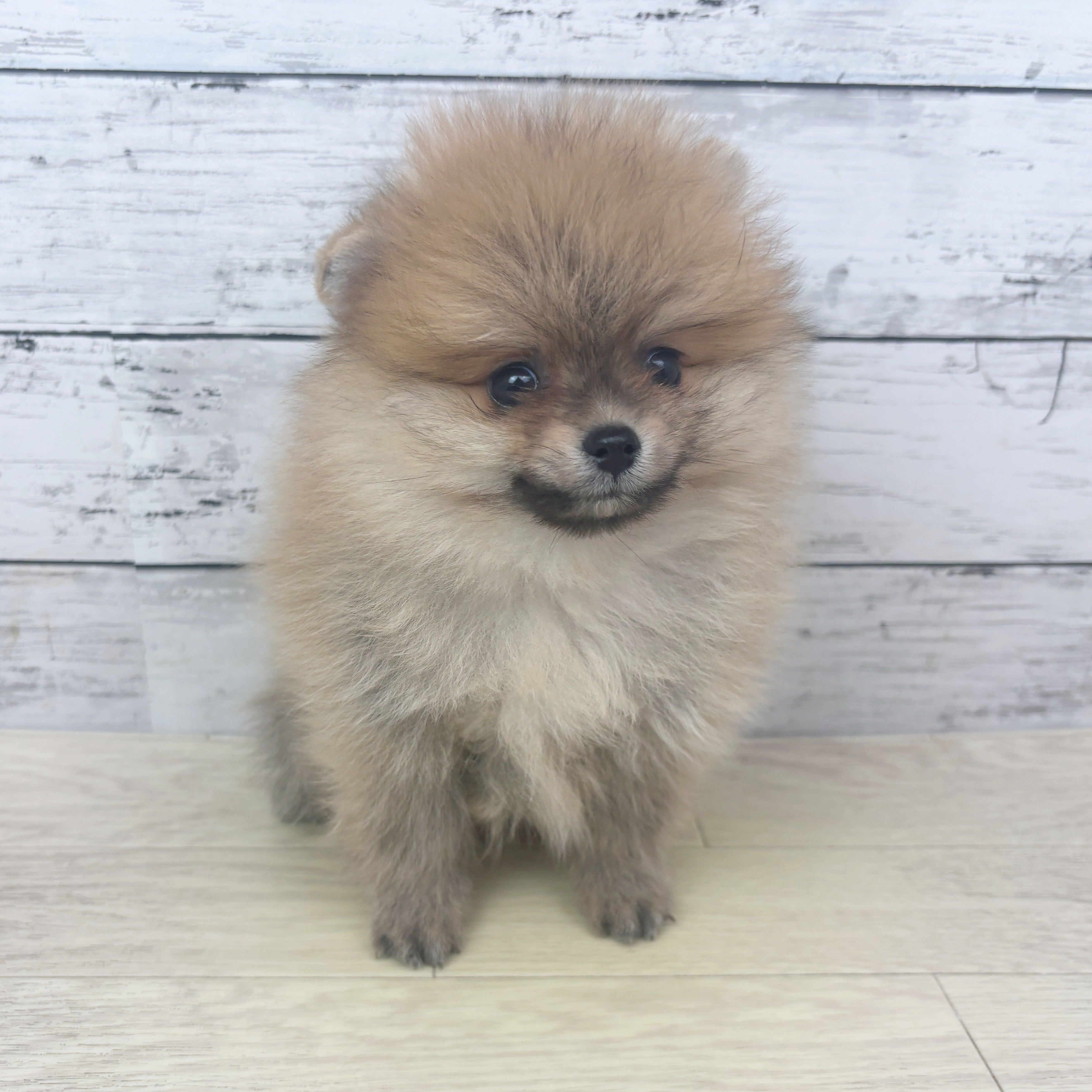 兵庫県のポメラニアン (犬の家＆猫の里ゆめタウン姫路店/2025年10月27日生まれ/男の子/オレンジ)の子犬