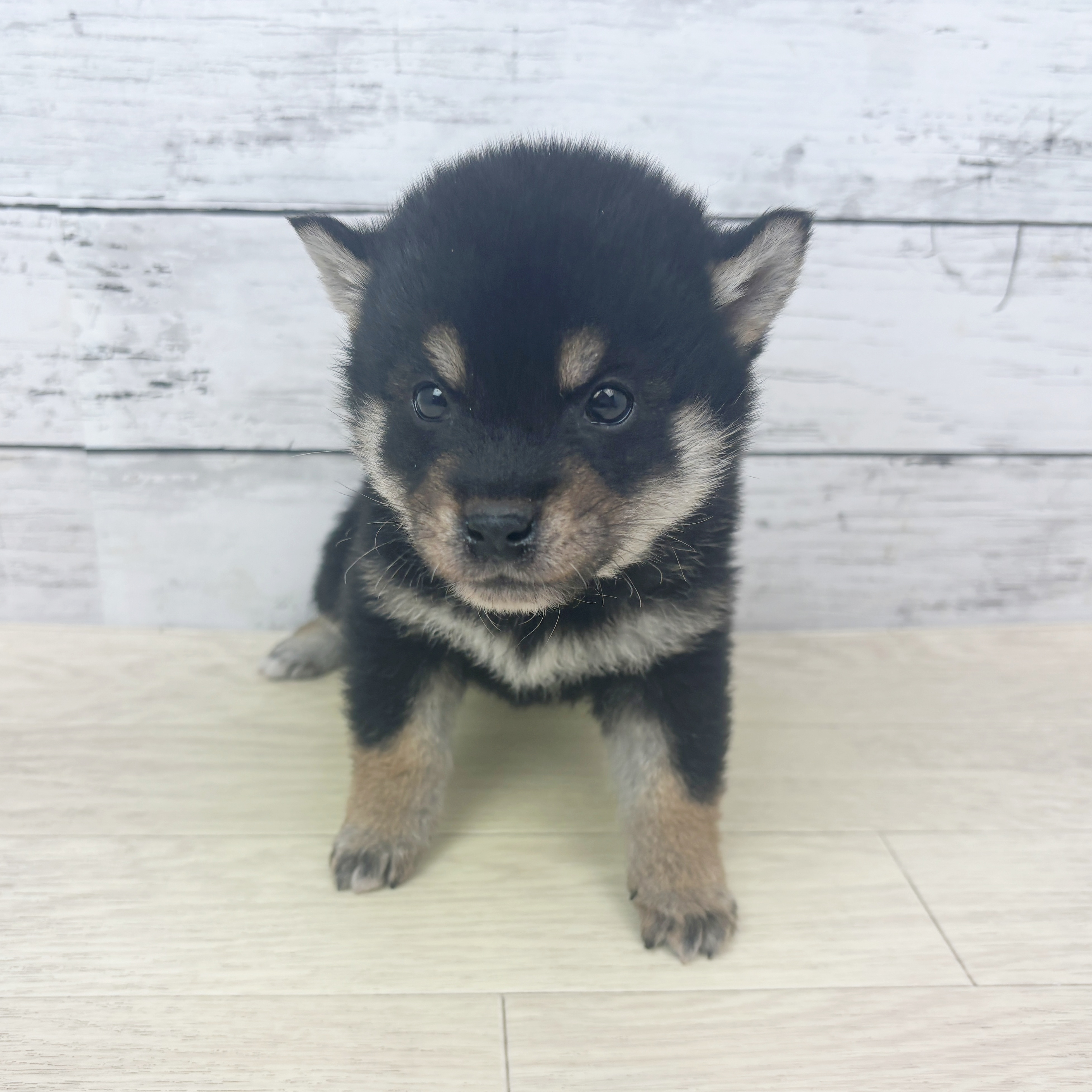 大阪府の柴犬(標準サイズ) (犬の家＆猫の里そよら東岸和田店/2025年10月26日生まれ/男の子/黒)の子犬