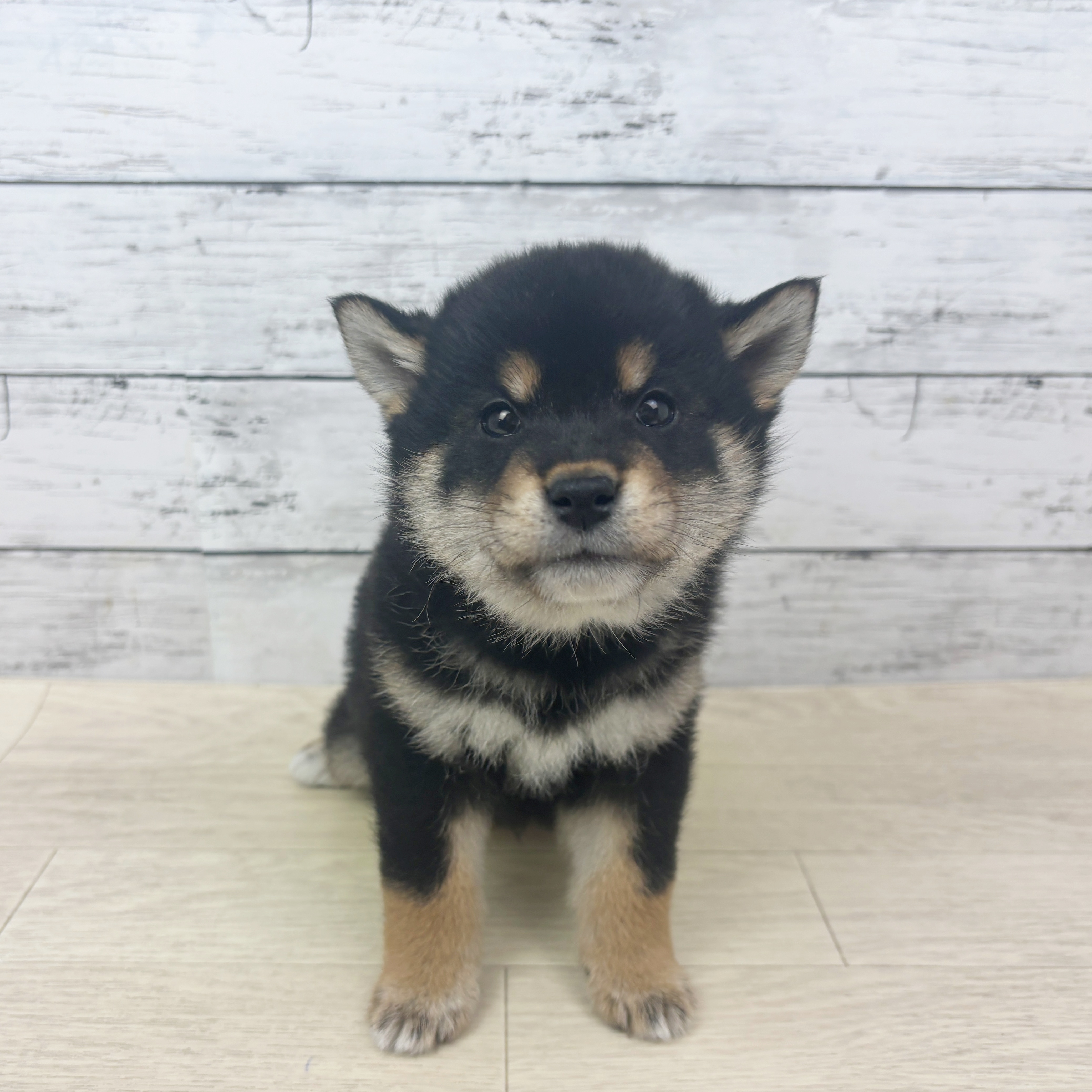 兵庫県の柴犬(標準サイズ) (犬の家＆猫の里ゆめタウン姫路店/2025年10月26日生まれ/男の子/黒)の子犬