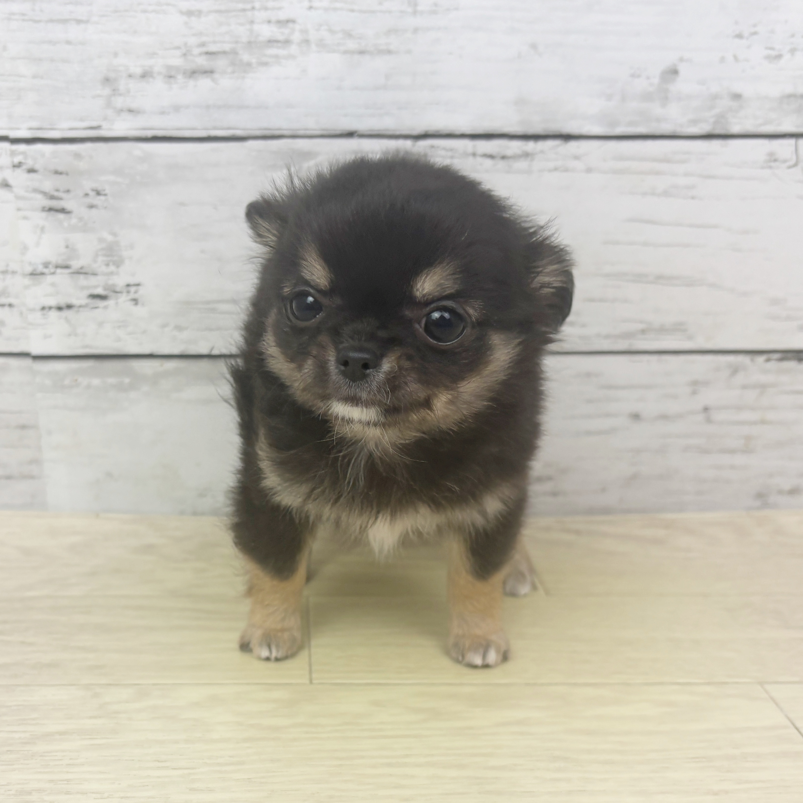 兵庫県のチワワ(ロング) (犬の家＆猫の里カナート西神戸店/2025年10月21日生まれ/女の子/ブラックタンホワイト)の子犬