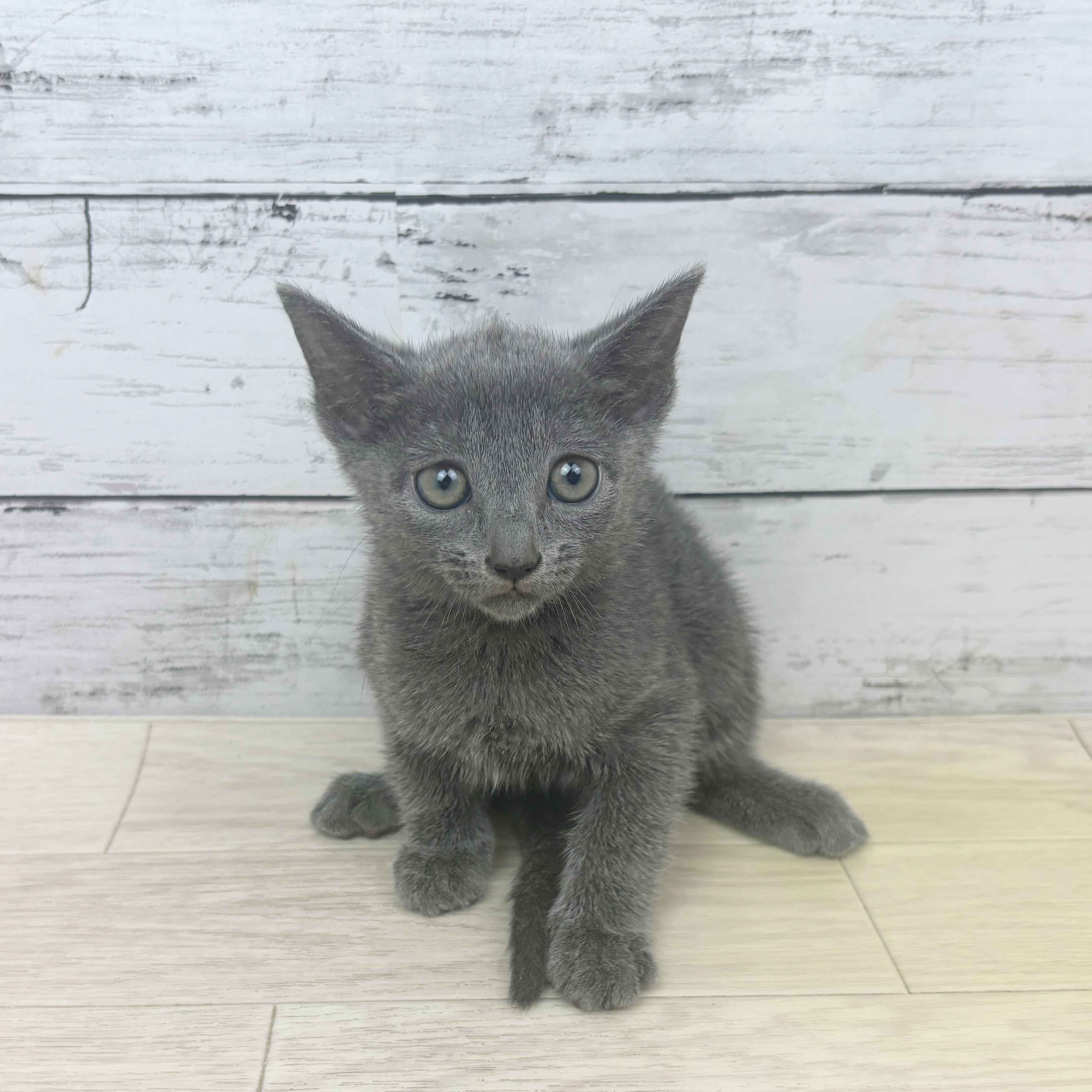 富山県のロシアンブルー (犬の家＆猫の里アミーゴ山室店/2025年10月28日生まれ/女の子/ブルー)の子猫