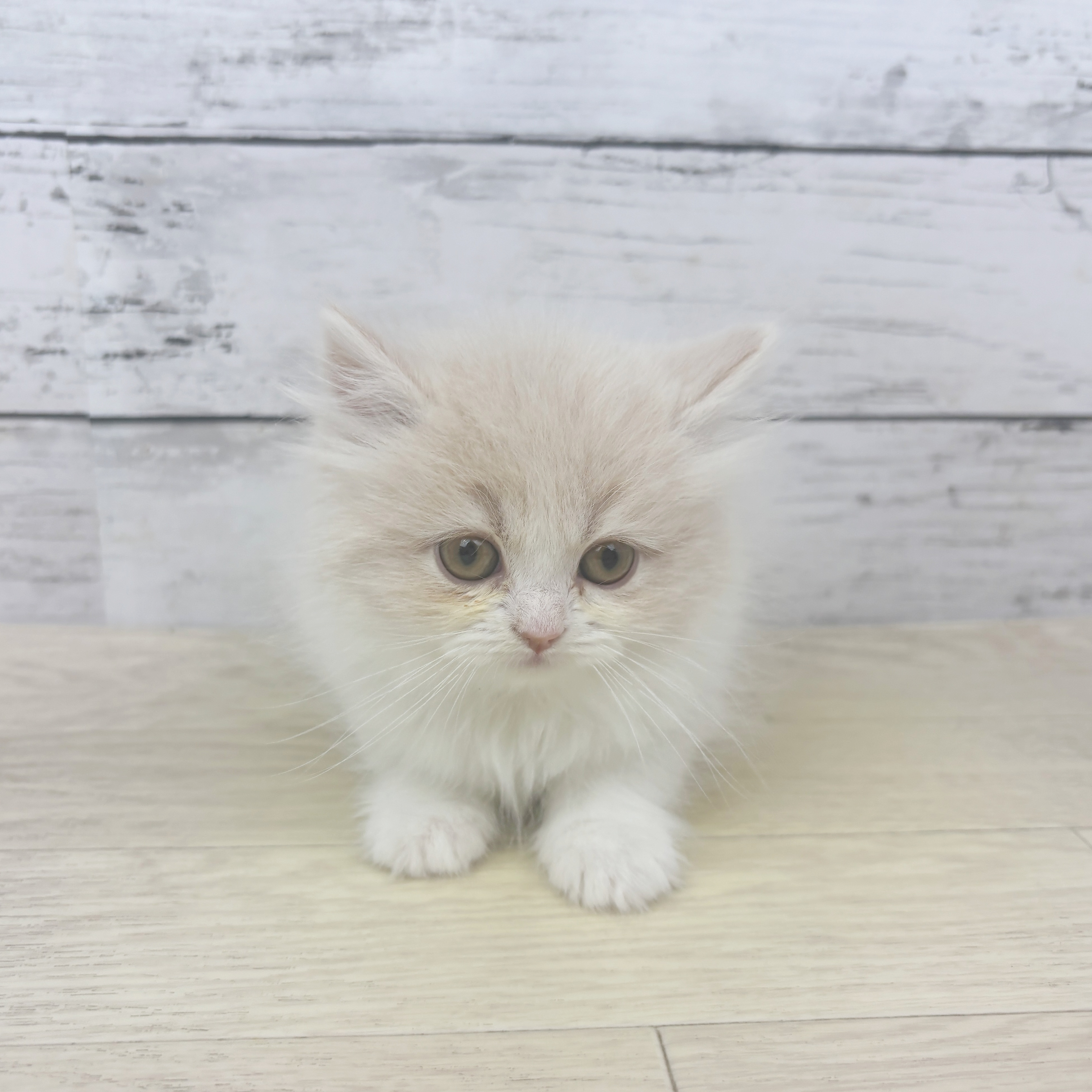 滋賀県のスコティッシュストレート (犬の家＆猫の里長浜店/2025年10月28日生まれ/女の子/クリームタビーホワイト)の子猫