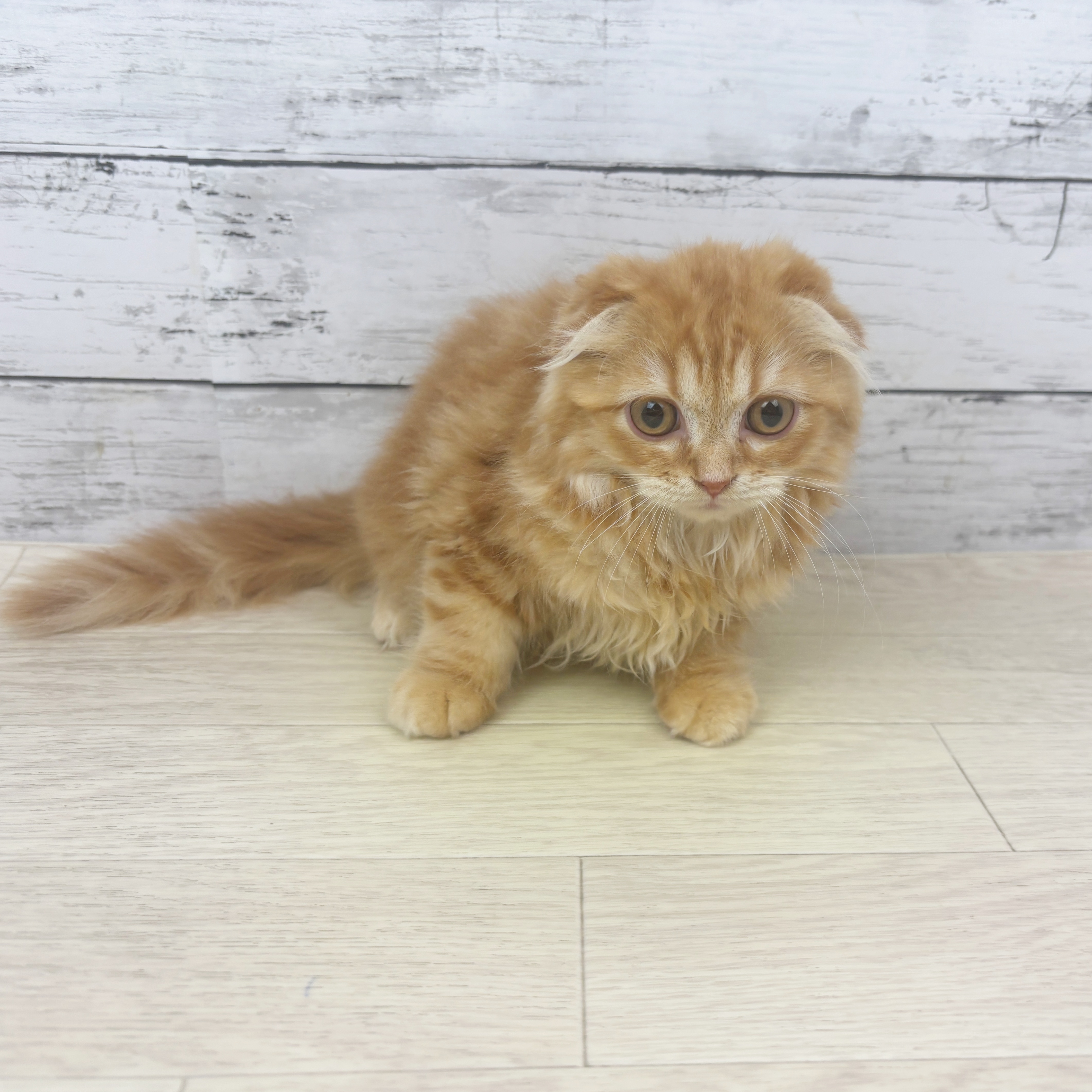 石川県のスコティッシュフォールド (犬の家＆猫の里金沢店/2025年10月26日生まれ/女の子/レッドタビー)の子猫