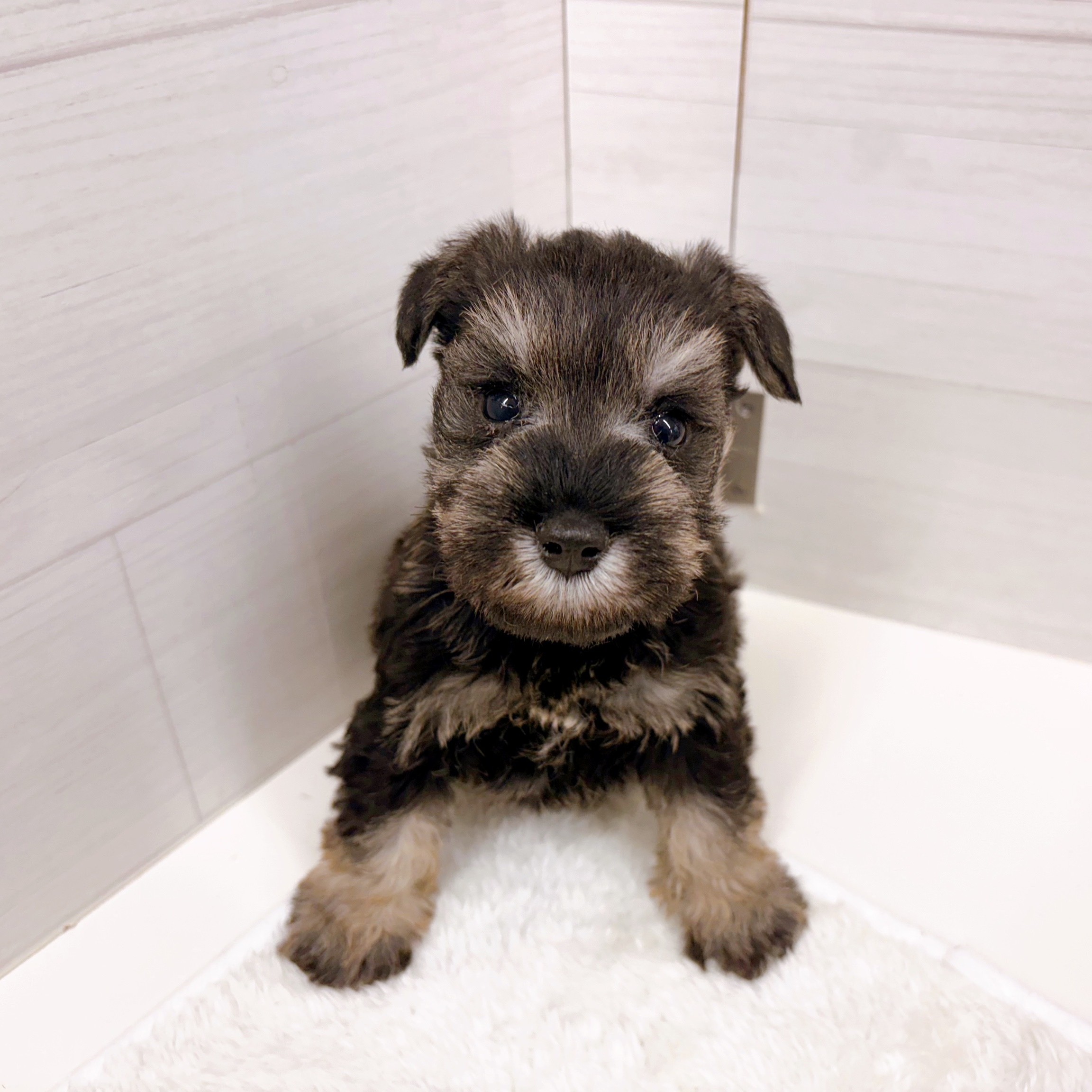 石川県のミニチュアシュナウザー (犬の家＆猫の里アミーゴ金沢おこばた店/2025年10月25日生まれ/女の子/ソルトペッパー)の子犬