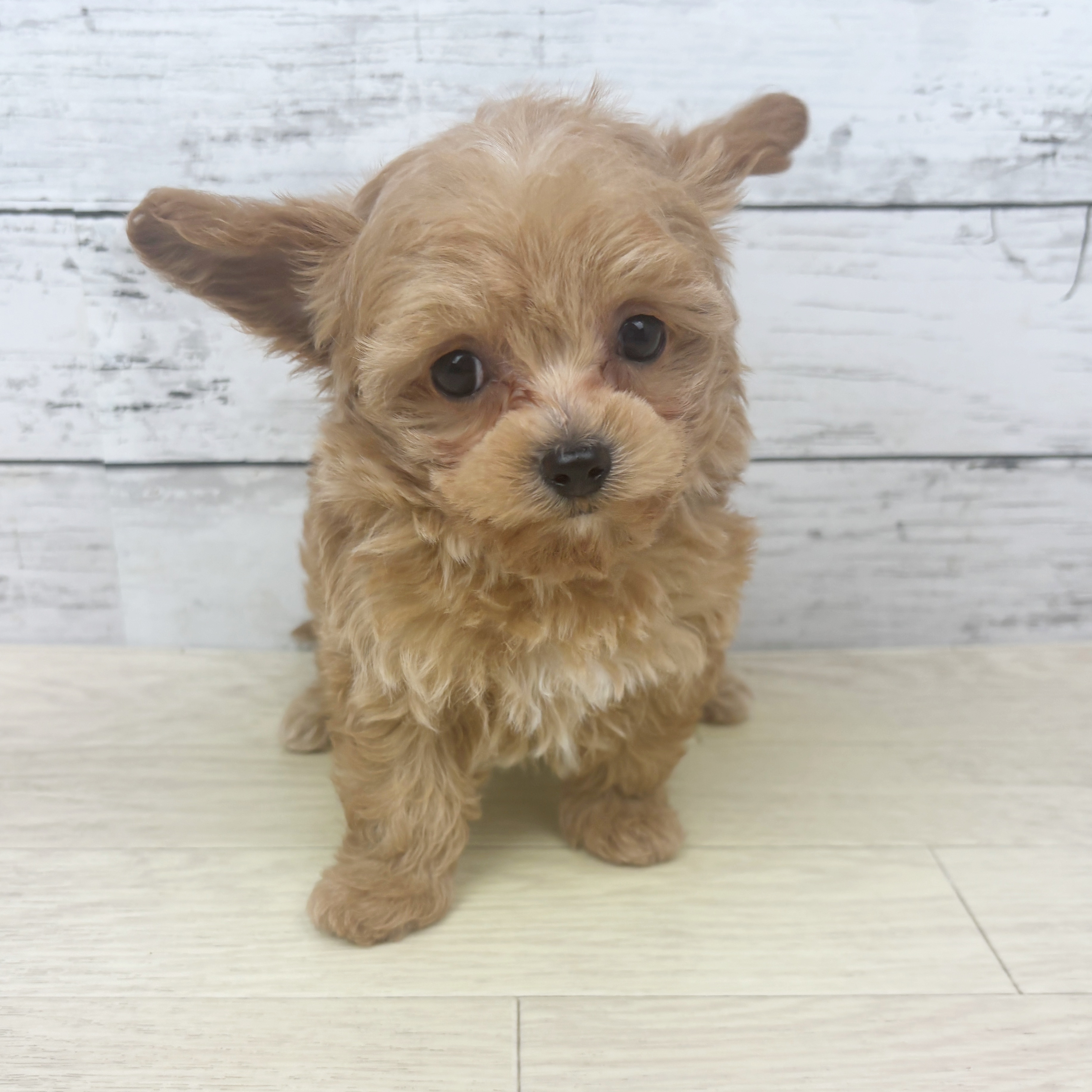 富山県のチワプー/プーチー(チワワ×プードル) (犬の家＆猫の里アミーゴ高岡蓮花寺店/2025年10月29日生まれ/女の子/レッド)の子犬