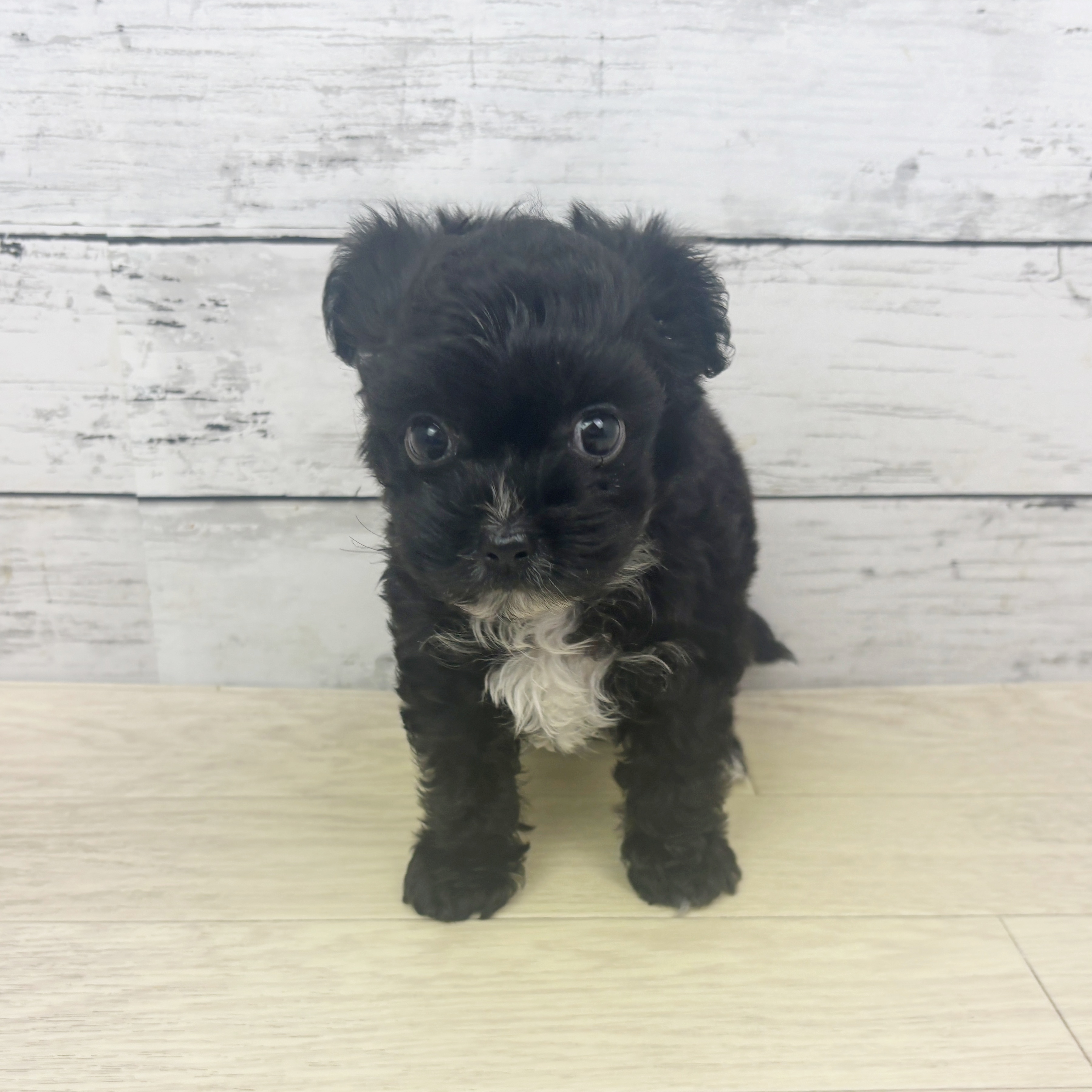 大阪府のチワプー/プーチー(チワワ×プードル) (犬の家＆猫の里そよら東岸和田店/2025年10月30日生まれ/男の子/ブラックホワイト)の子犬