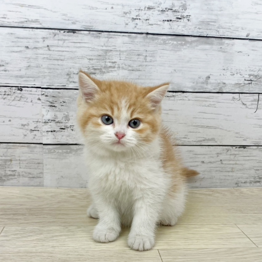 滋賀県のスコティッシュフォールド (犬の家＆猫の里近江八幡店/2025年10月25日生まれ/男の子/レッドタビーホワイト)の子猫の2枚目の画像