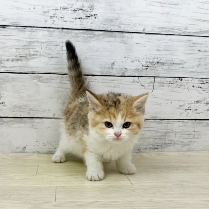 滋賀県のスコティッシュフォールド (犬の家＆猫の里近江八幡店/2025年10月25日生まれ/女の子/ブラウンパッチドタビーホワイト)の子猫