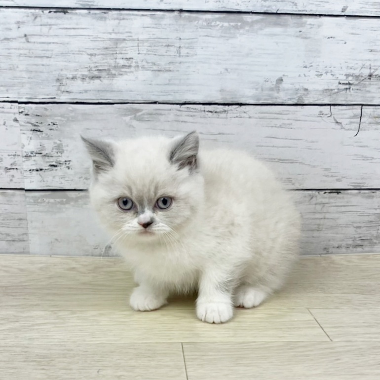 兵庫県のブリティッシュショートヘアー (犬の家＆猫の里川西店/2025年10月29日生まれ/女の子/ブルーポイントホワイト)の子猫