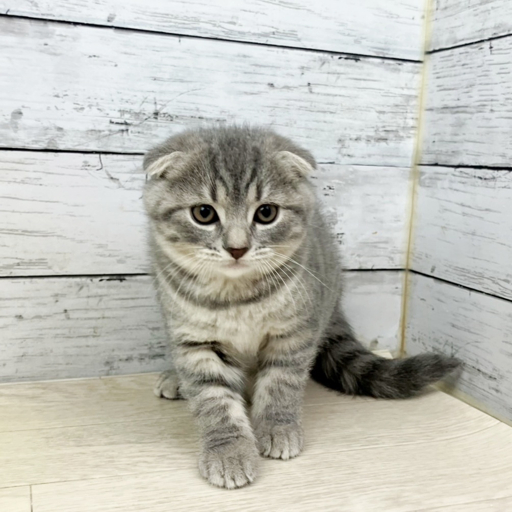 滋賀県のスコティッシュフォールド (犬の家＆猫の里近江八幡店/2025年10月30日生まれ/男の子/ブルータビー)の子猫の2枚目の画像