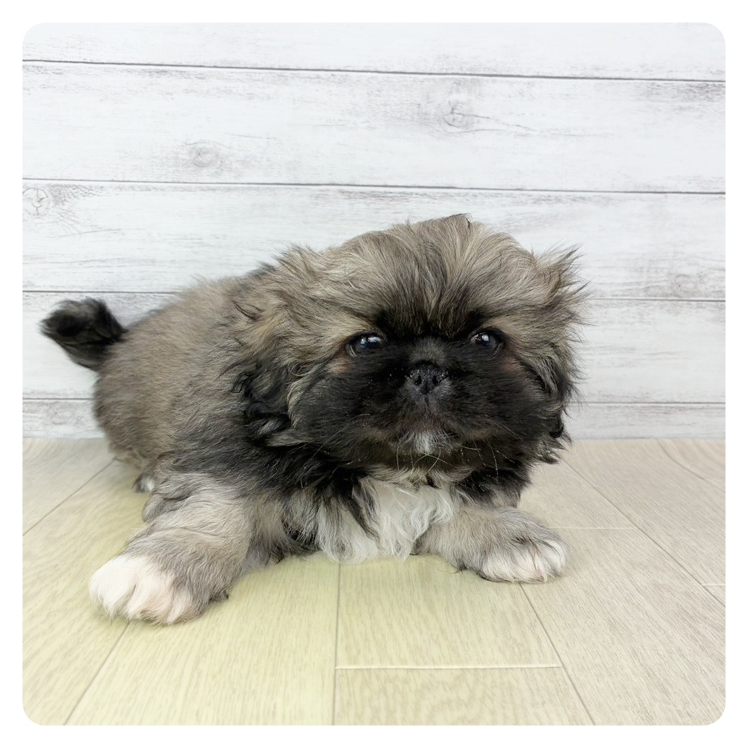 長野県のペキニーズ (犬の家＆猫の里長野店/2025年10月31日生まれ/男の子/レッド、ブラックマスク)の子犬
