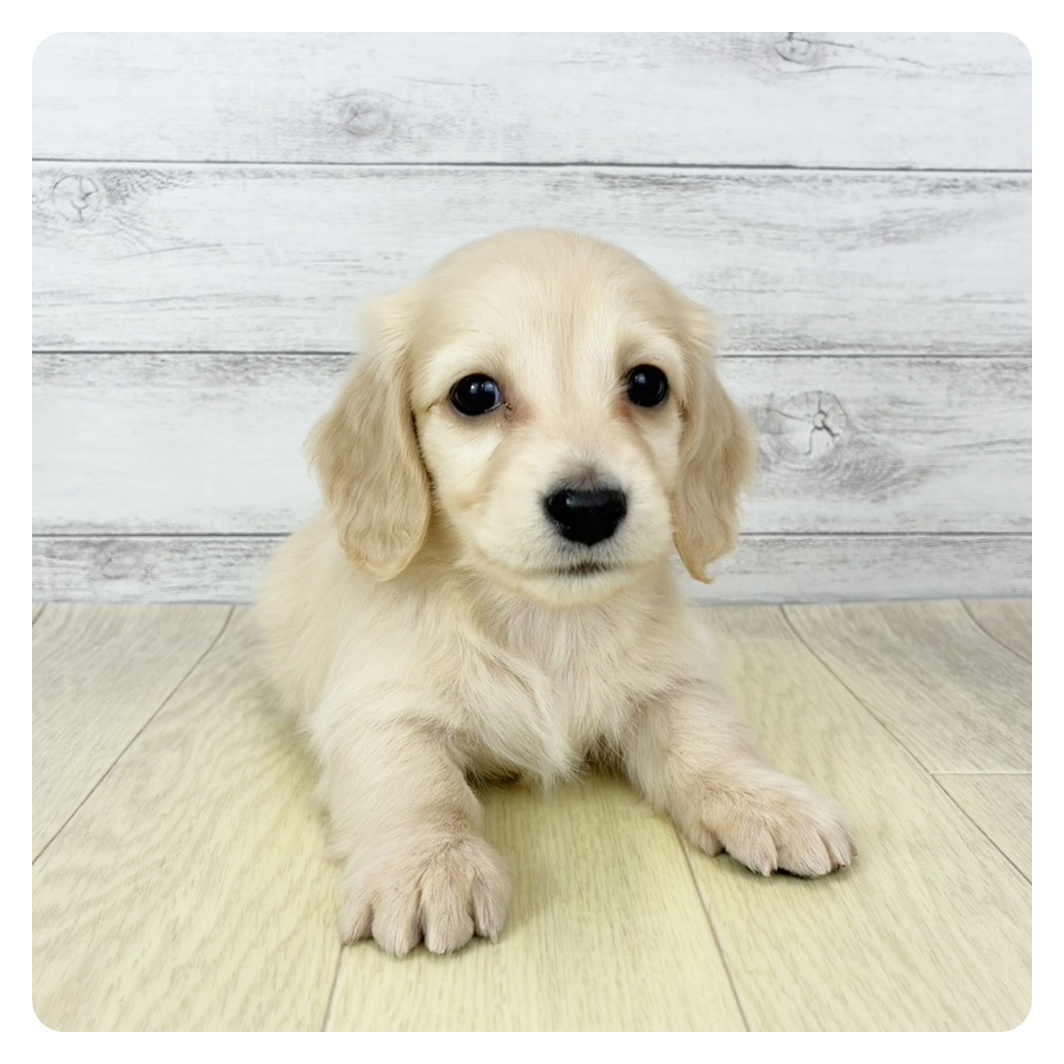 兵庫県のミニチュアダックスフンド(ロング) (犬の家＆猫の里ニッケパークタウン加古川店/2025年10月31日生まれ/男の子/イエロー)の子犬