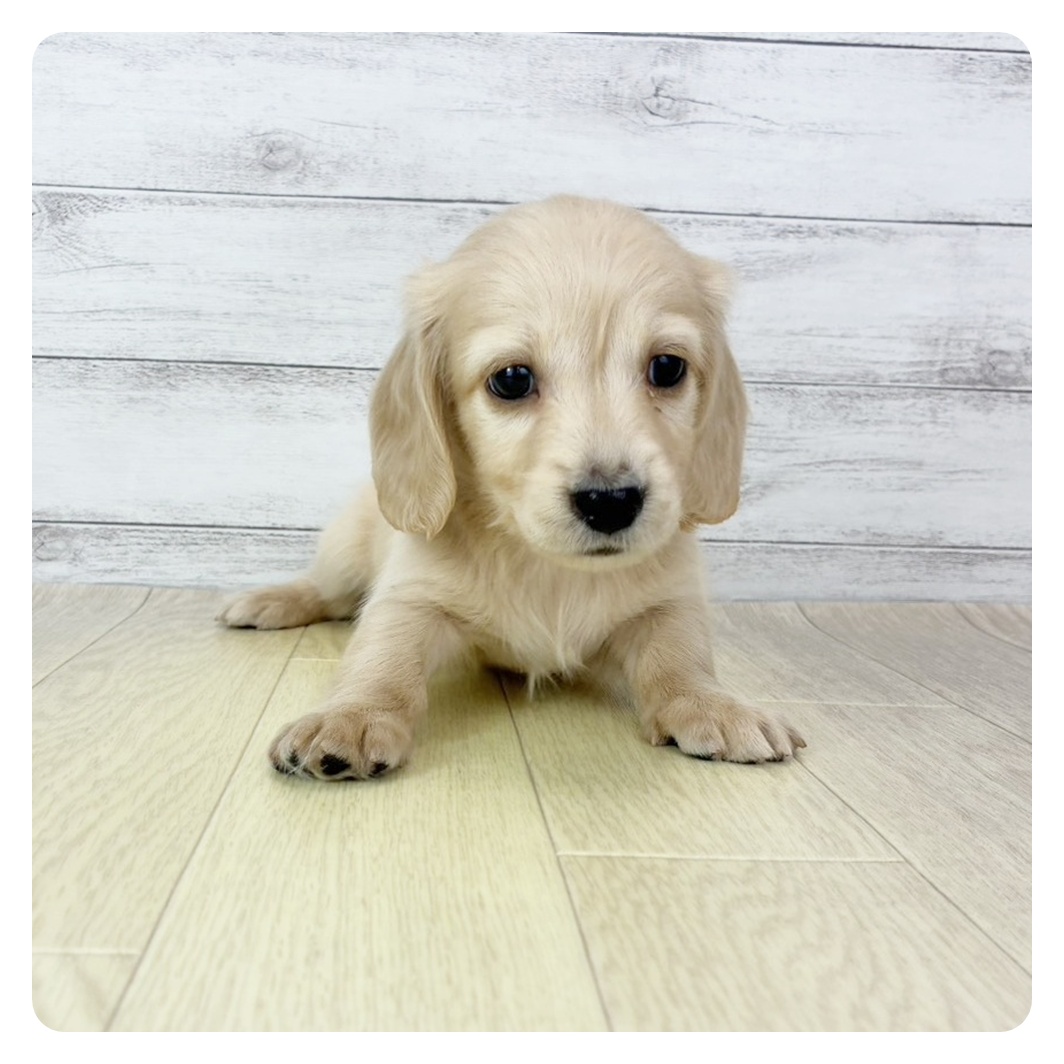 岐阜県のミニチュアダックスフンド(ロング) (犬の家＆猫の里カラフルタウン岐阜店/2025年10月31日生まれ/男の子/イエロー)の子犬の2枚目の画像