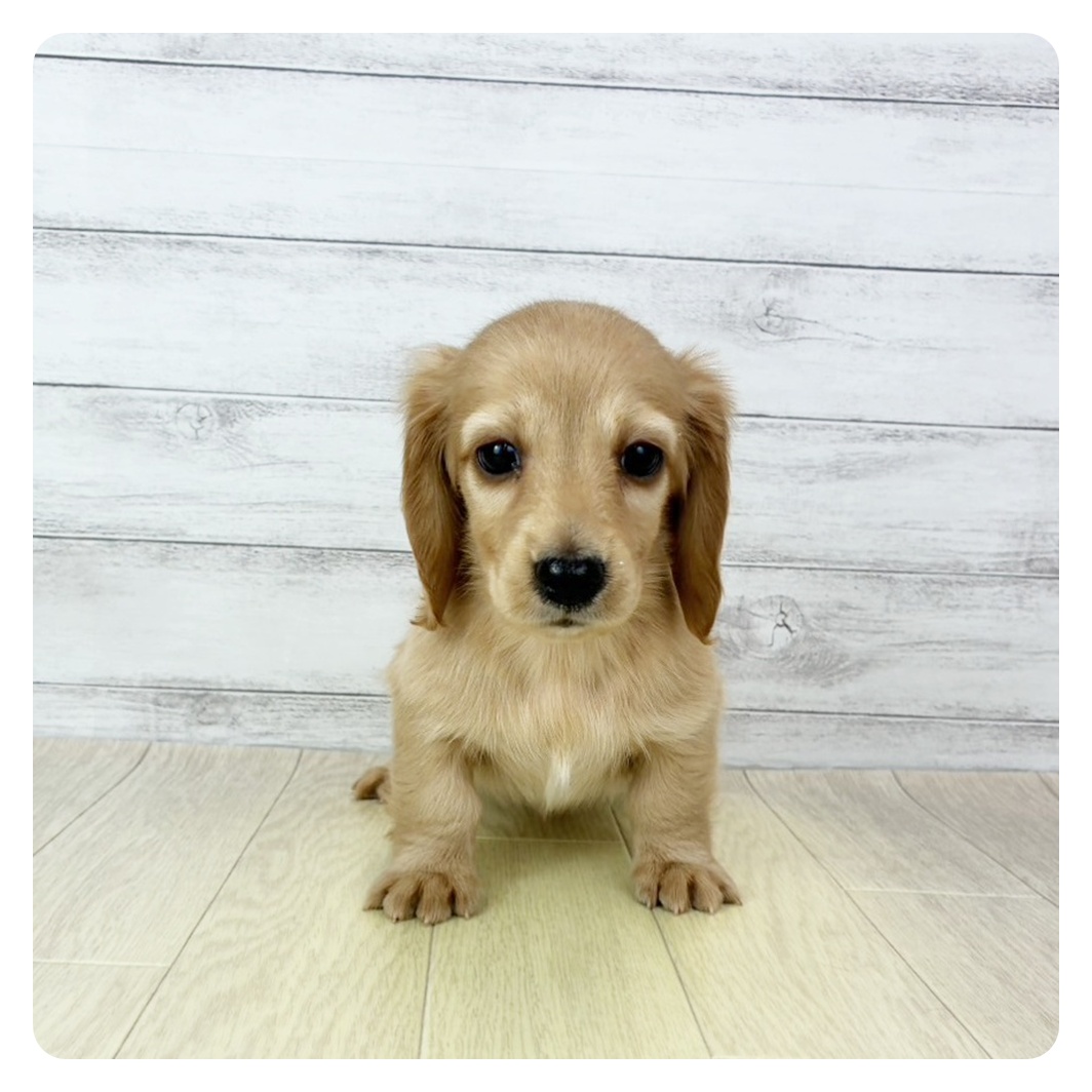 愛知県のミニチュアダックスフンド(ロング) (犬の家＆猫の里愛知刈谷店/2025年10月31日生まれ/男の子/ゴールド)の子犬