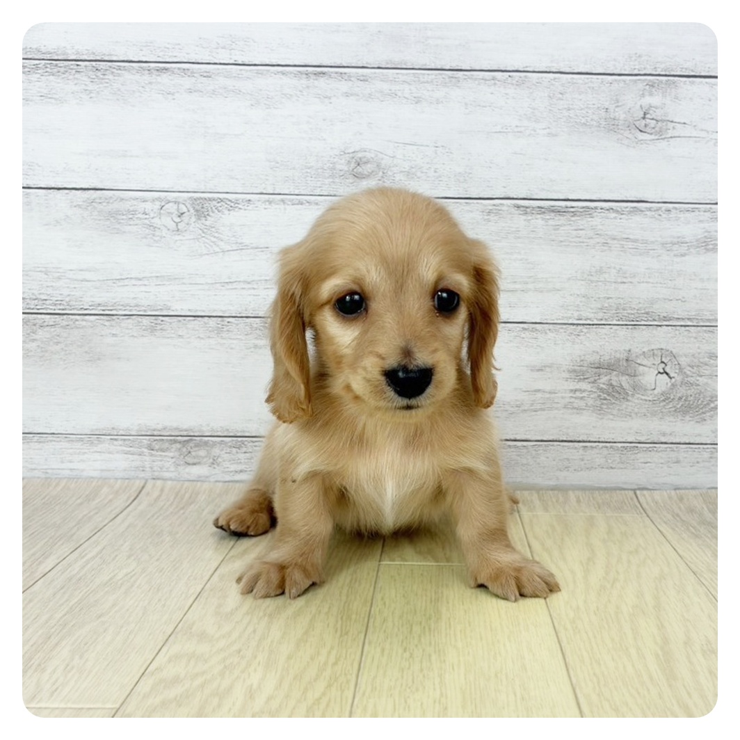 神奈川県のミニチュアダックスフンド(ロング) (犬の家＆猫の里小田原店/2025年10月31日生まれ/男の子/ゴールド)の子犬