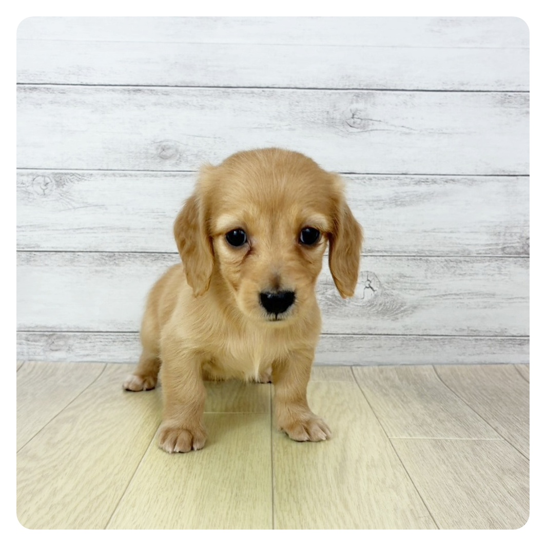 岐阜県のミニチュアダックスフンド(ロング) (犬の家＆猫の里中津川店/2025年10月31日生まれ/女の子/ゴールド)の子犬