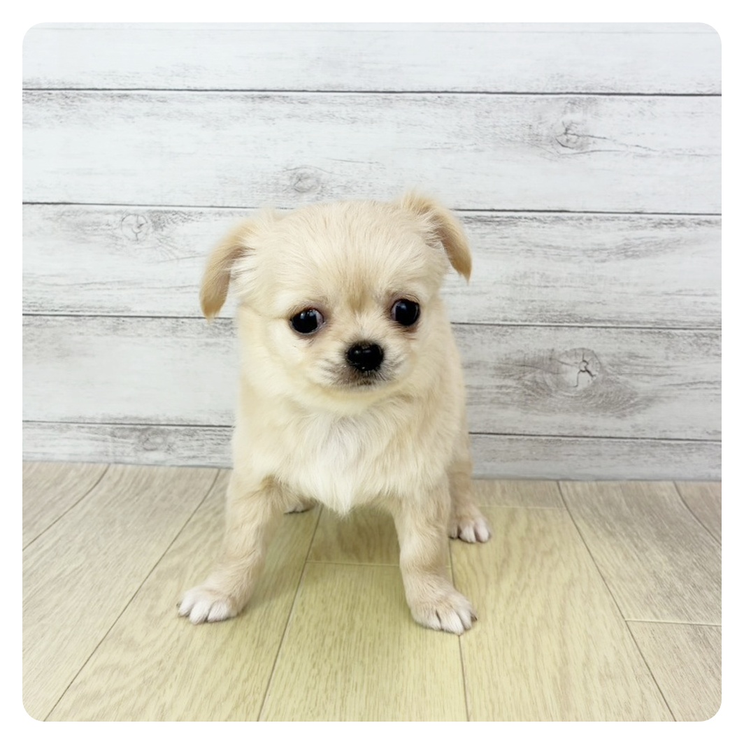愛知県のチワワ(ロング) (犬の家＆猫の里アミーゴ神の倉店/2025年10月31日生まれ/男の子/クリームホワイト)の子犬